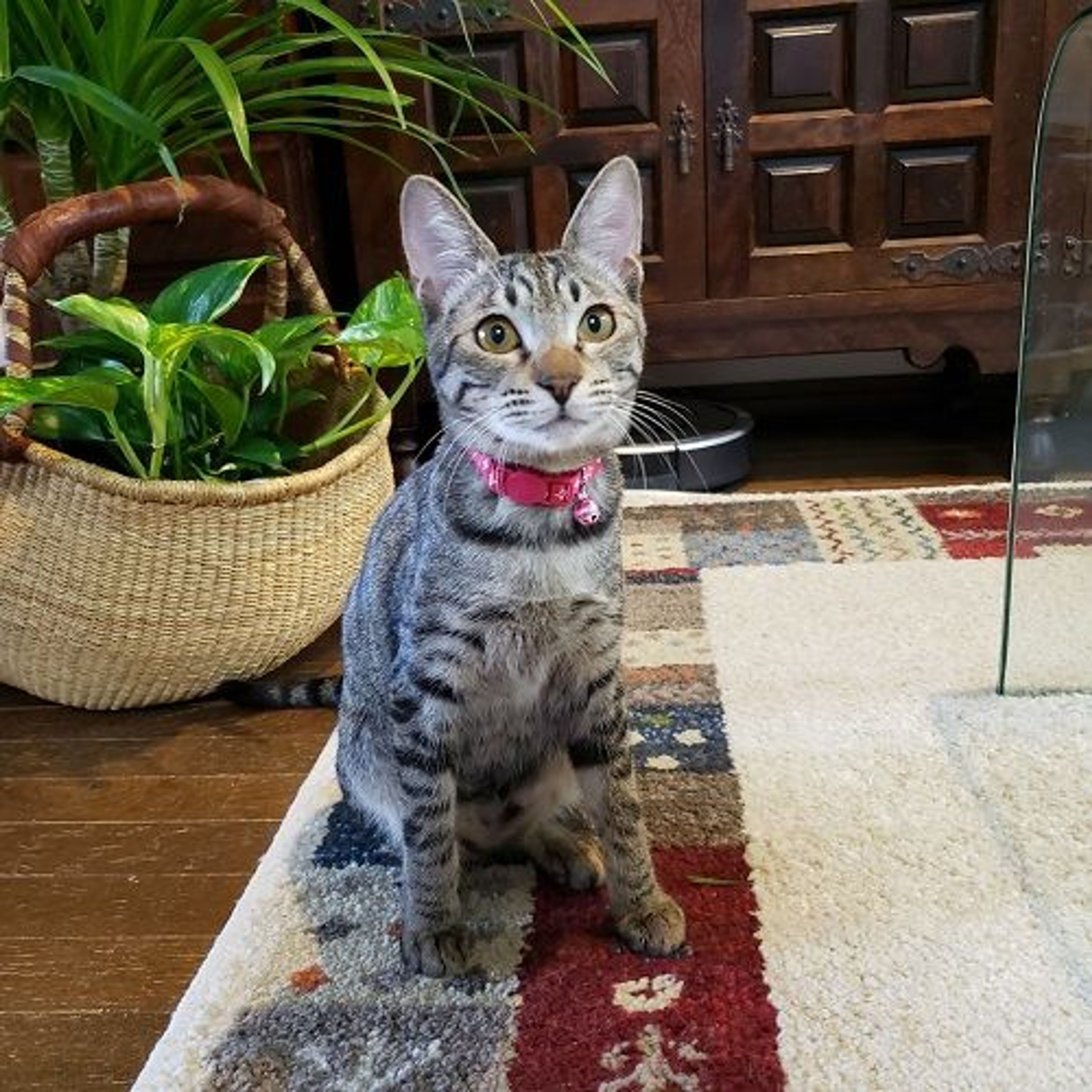 pet-image-2