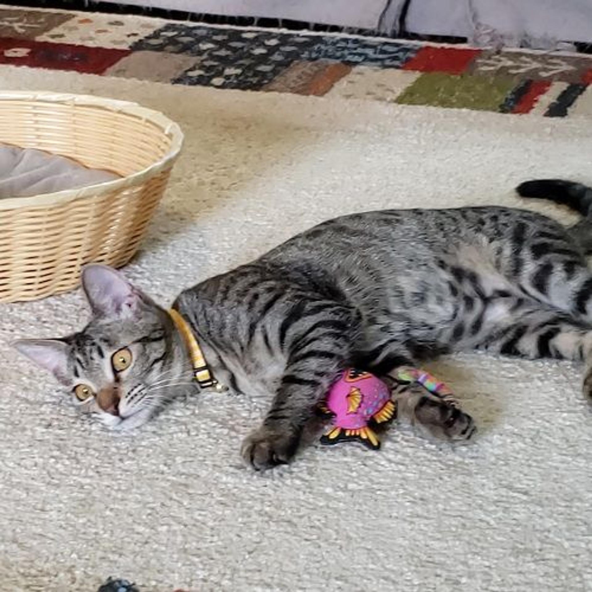 pet-image-3