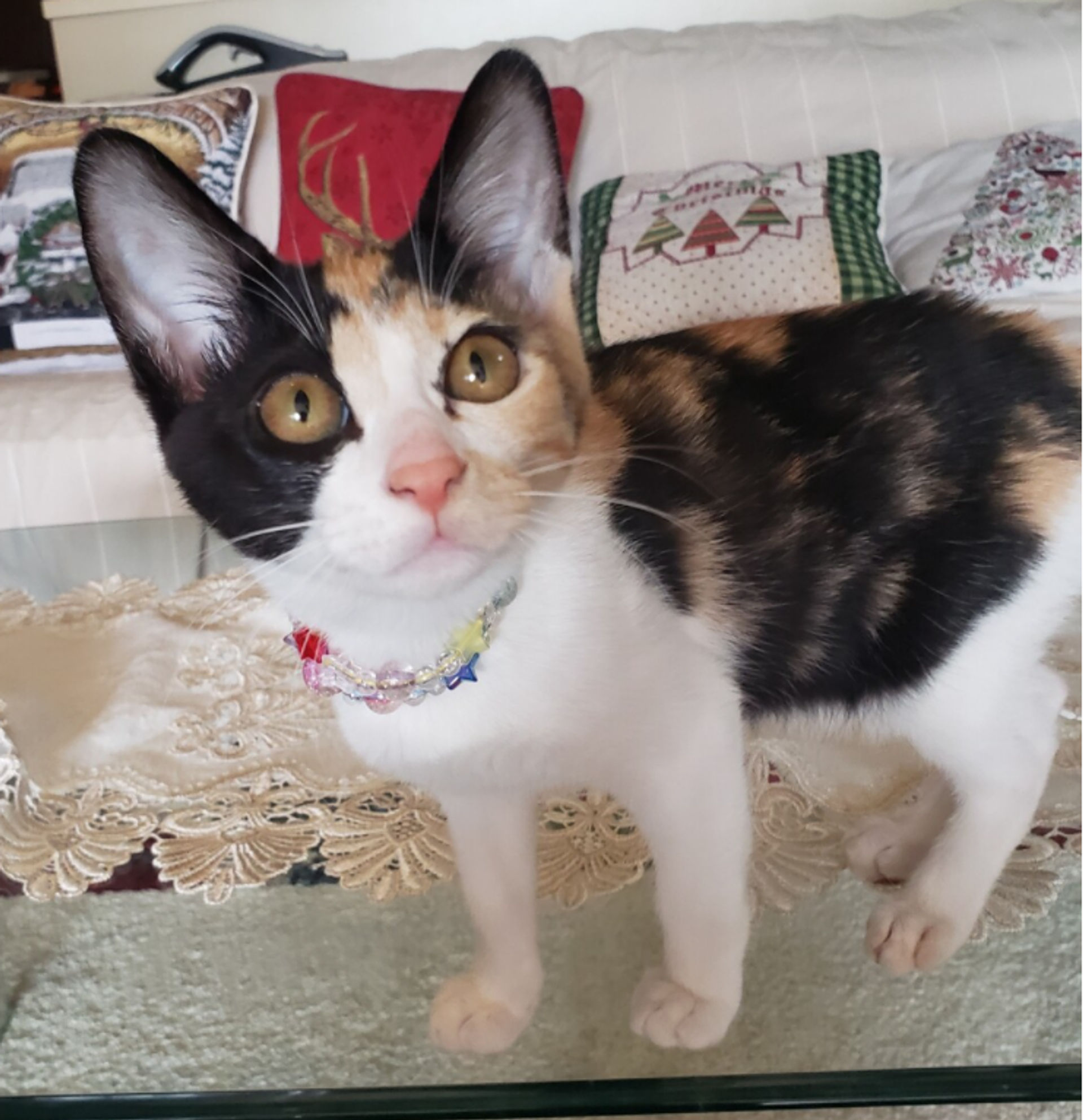 雑種（ミックス猫）・メスの里親募集の写真