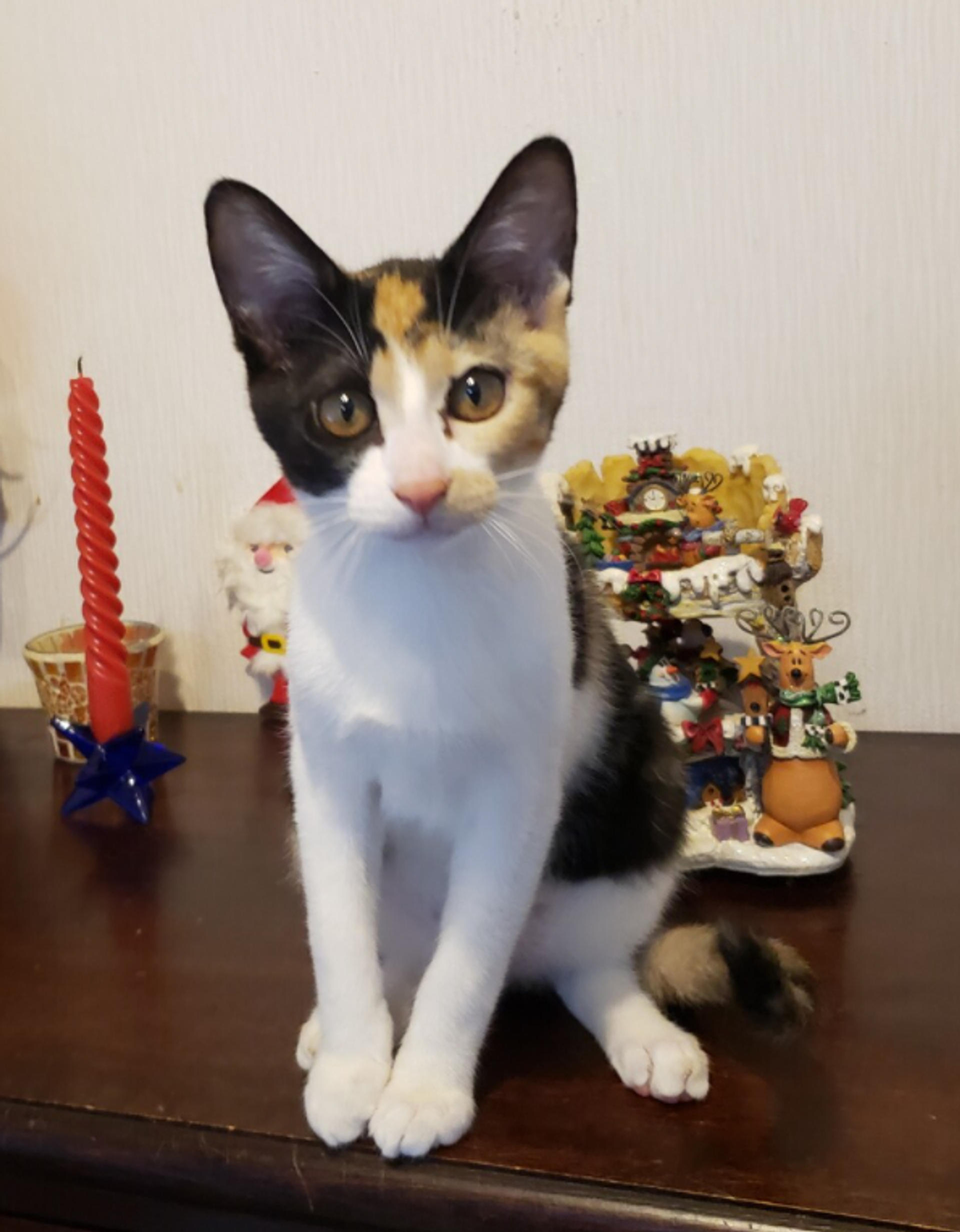 pet-image-4