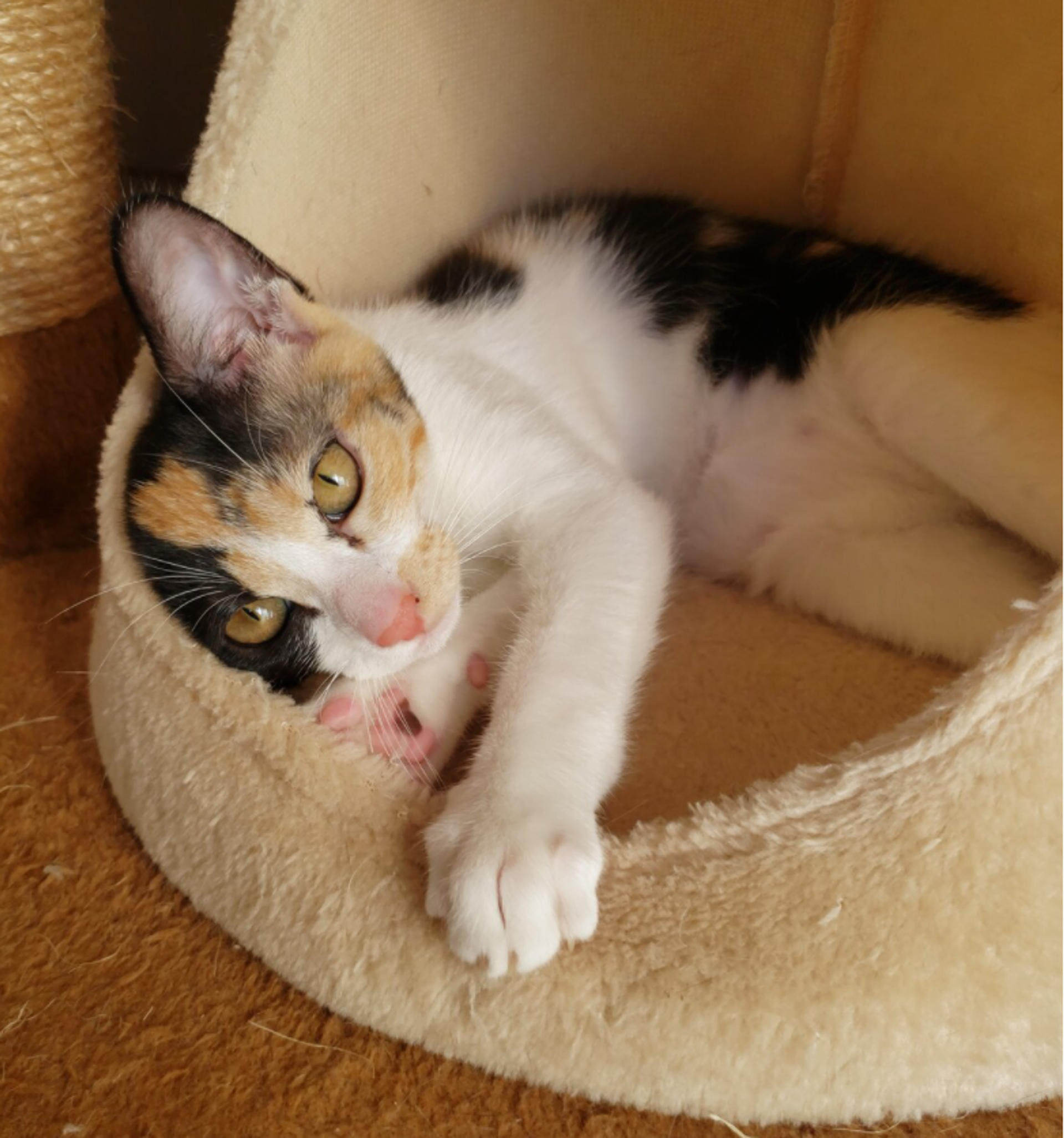 pet-image-7