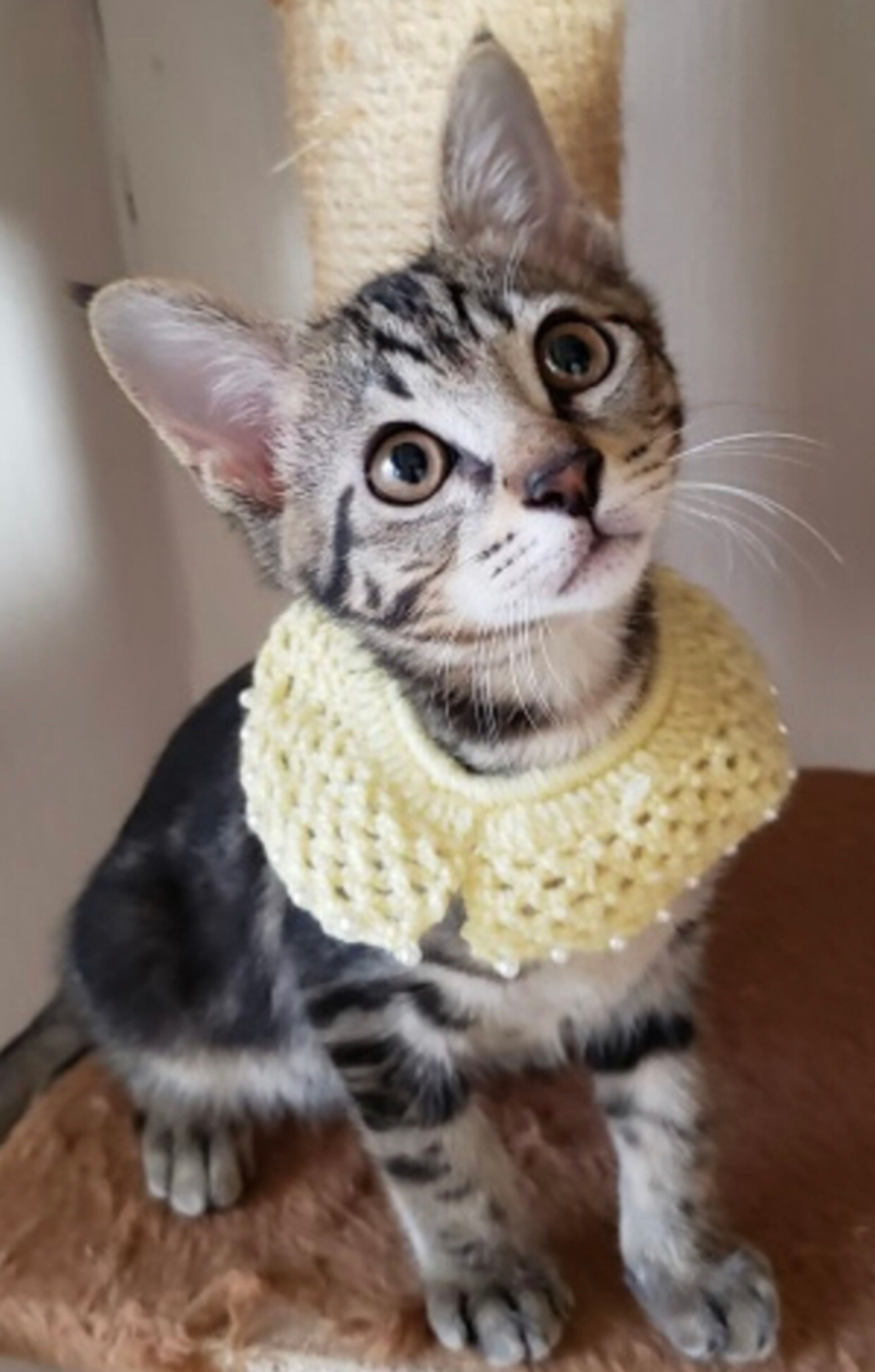 雑種（ミックス猫）・オスの里親募集の写真