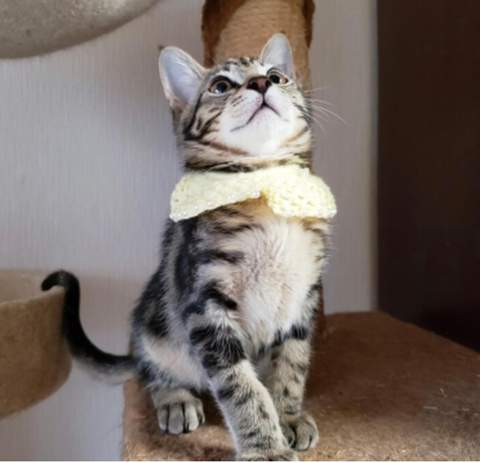 pet-image-2