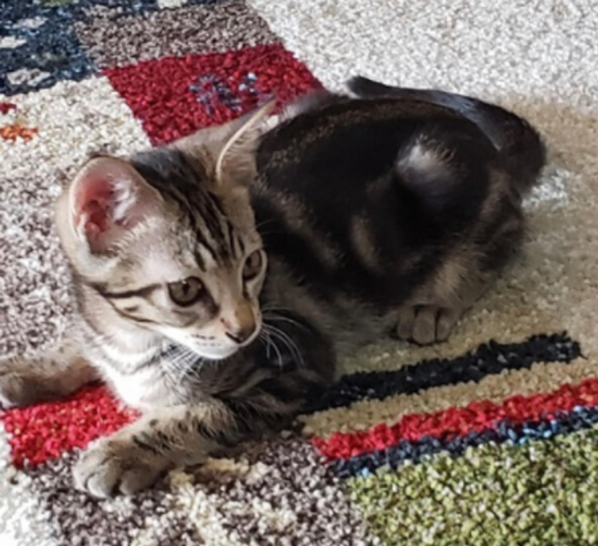 pet-image-3