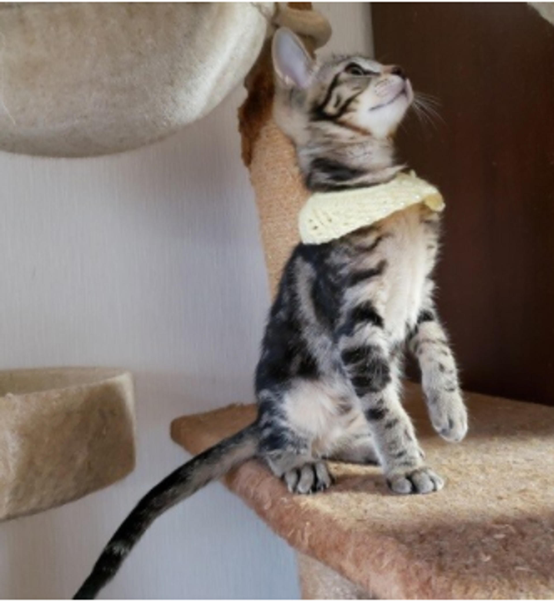 pet-image-4