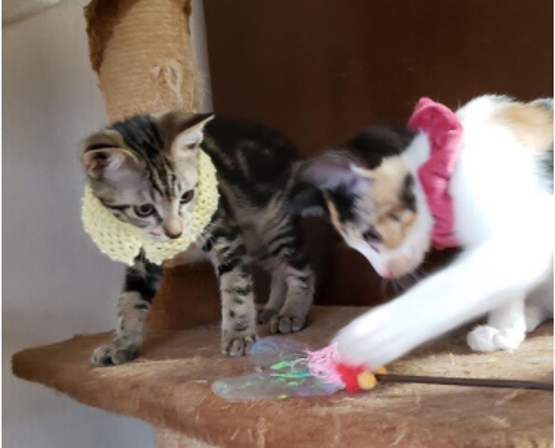 pet-image-5