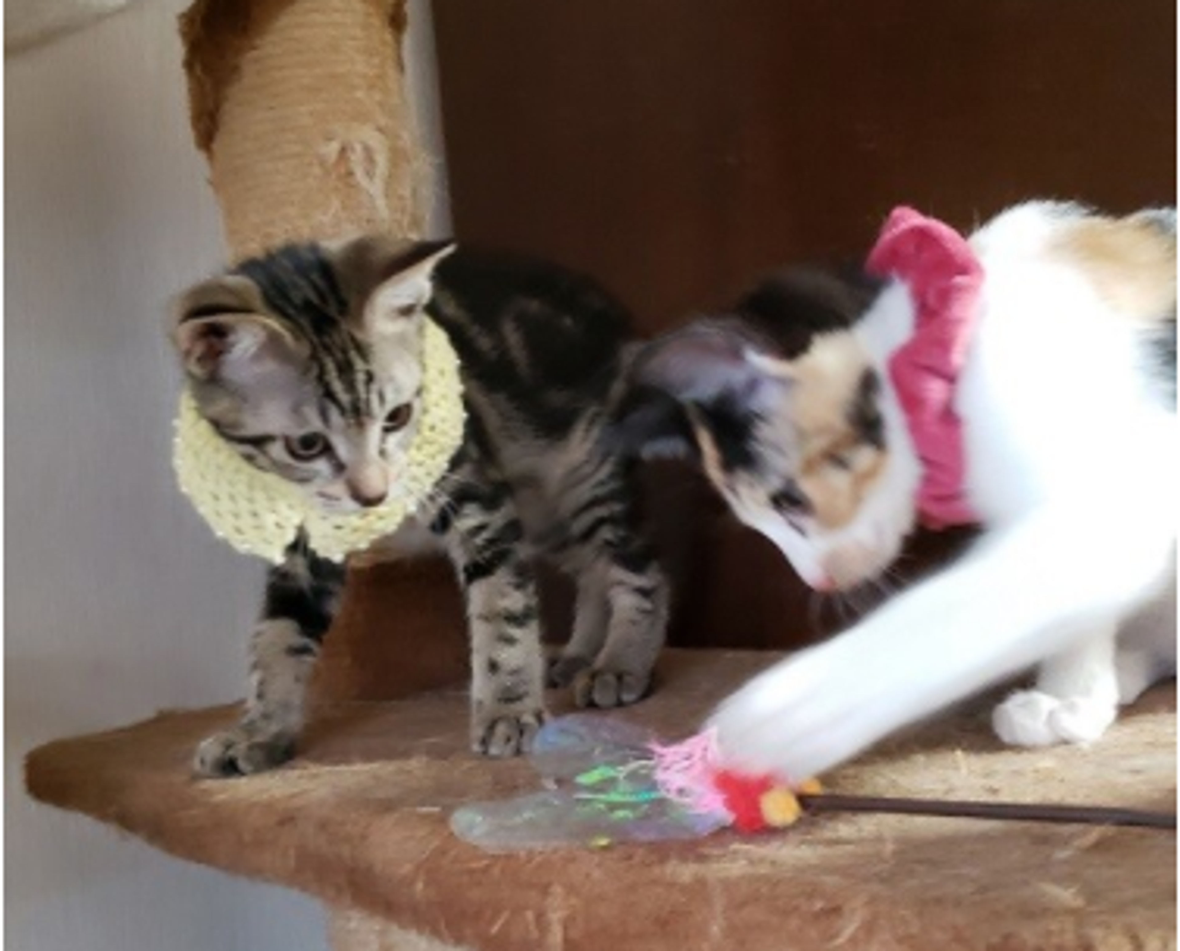 pet-image-5