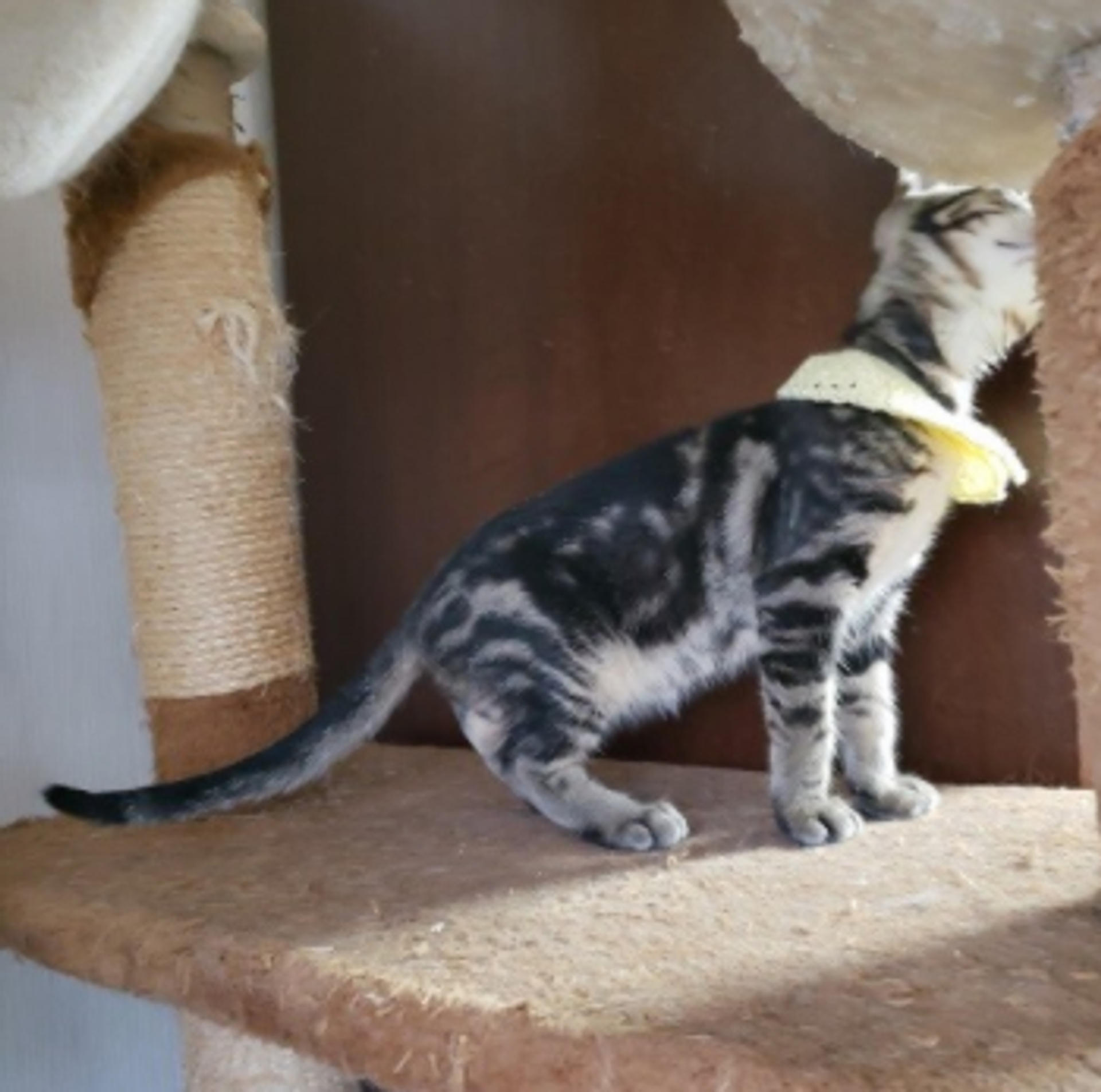 pet-image-6