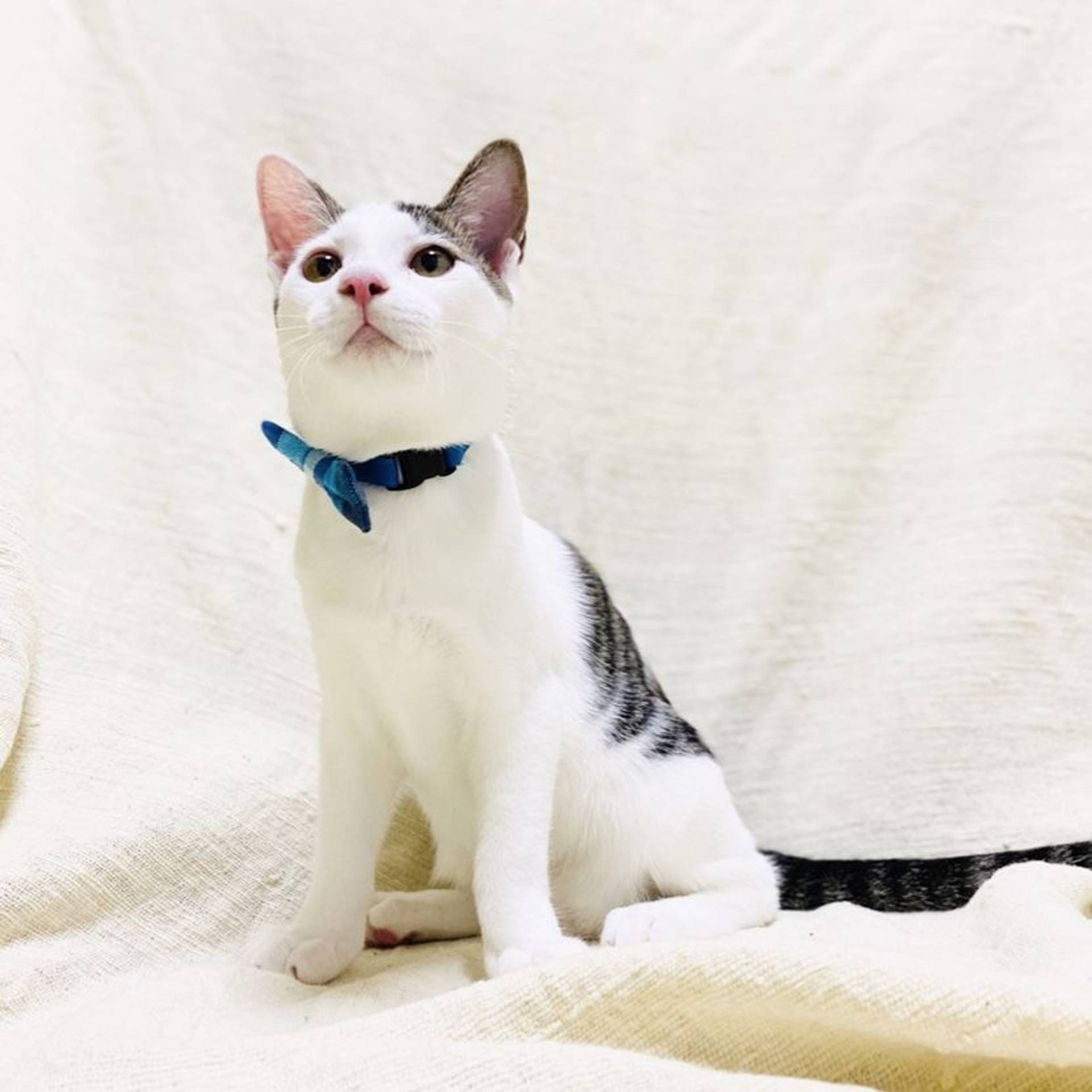 雑種（ミックス猫）・オスの里親募集の写真