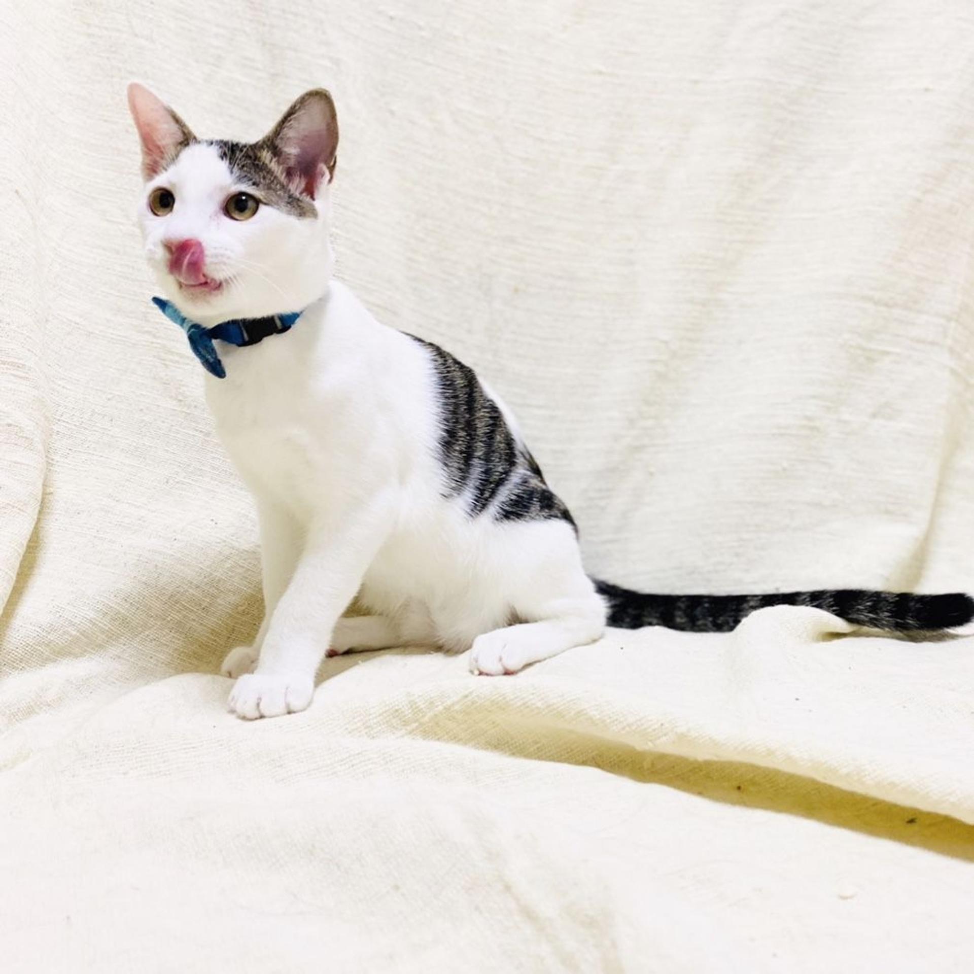 pet-image-3