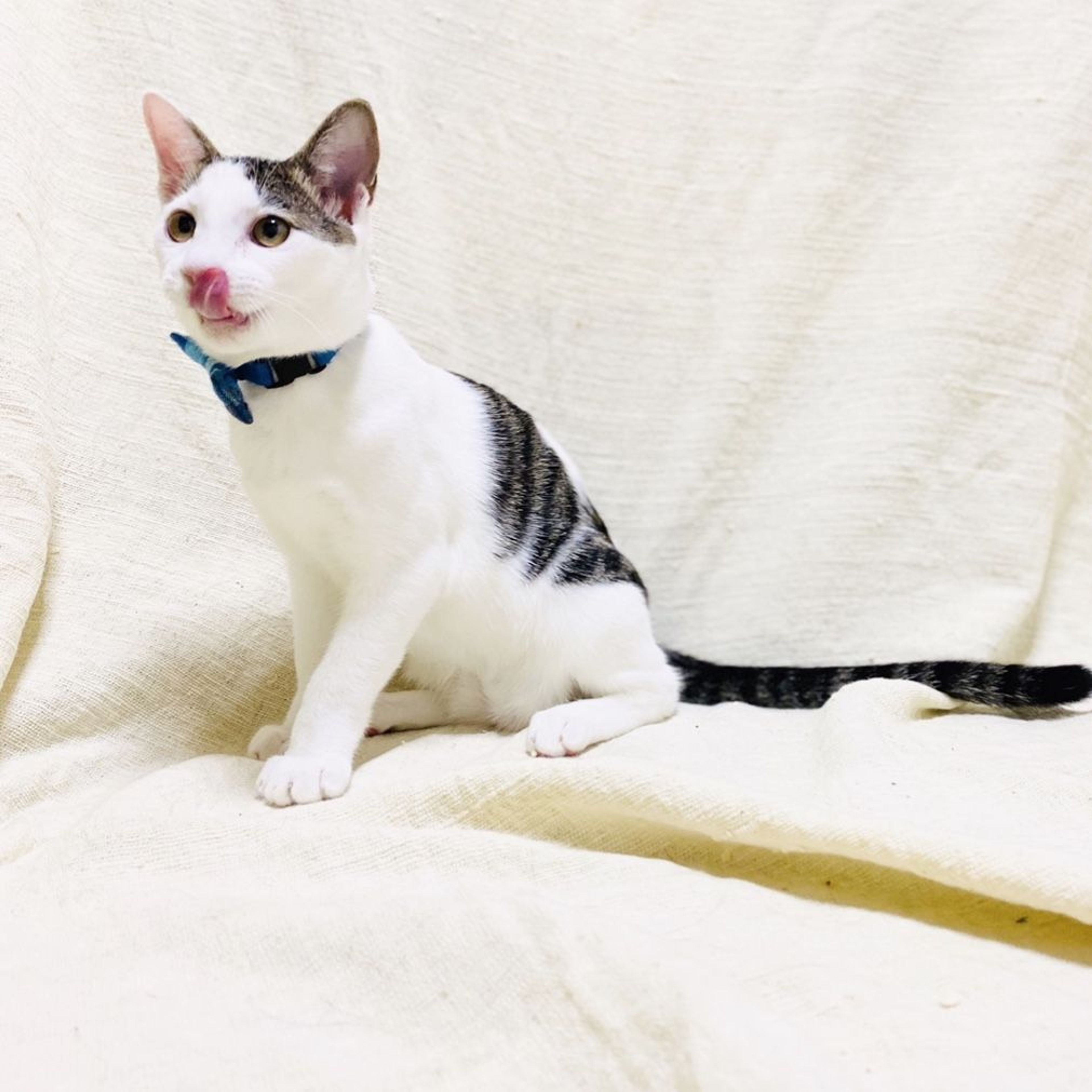 pet-image-3