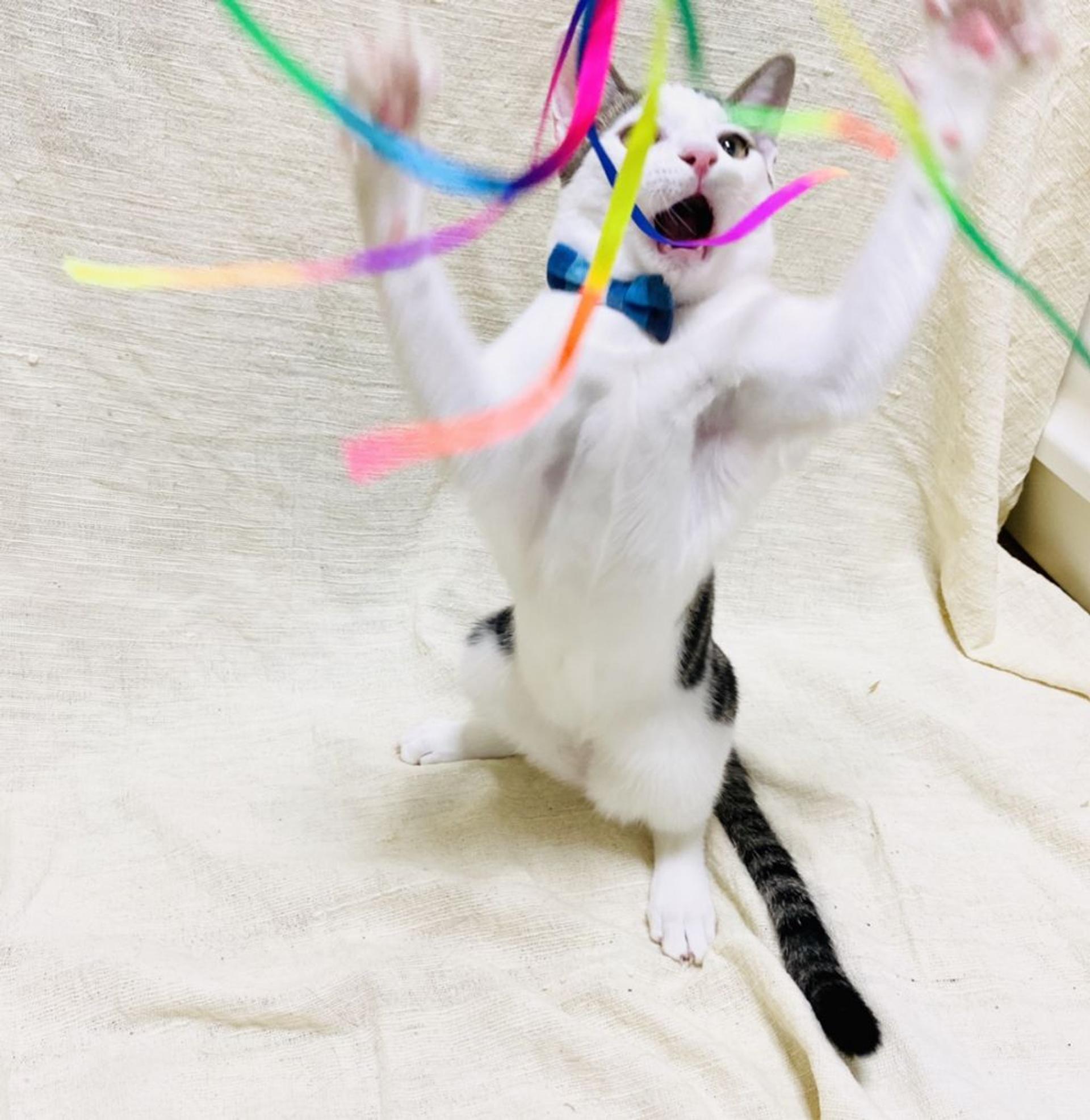 pet-image-4