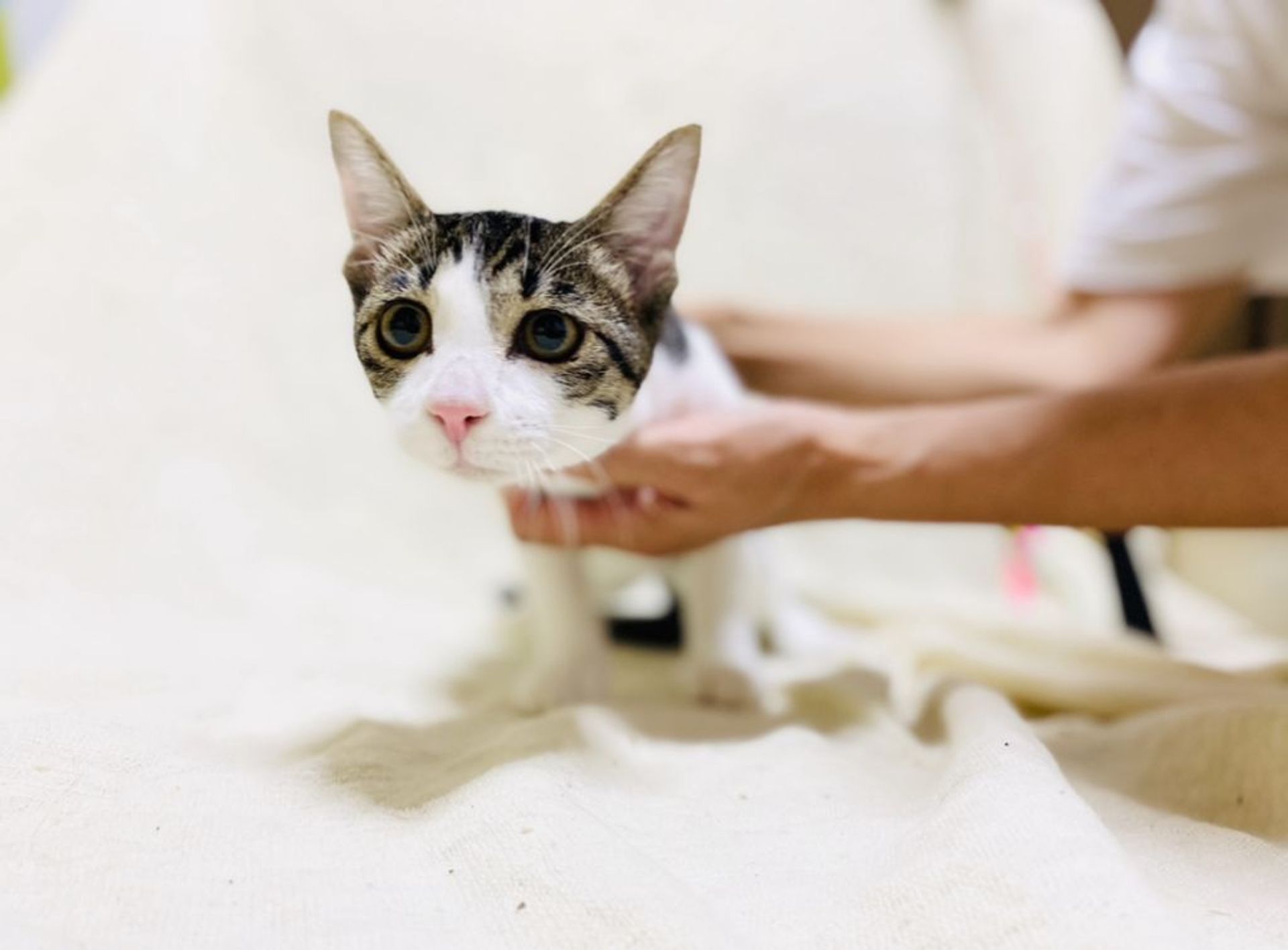 雑種（ミックス猫）・メスの里親募集の写真