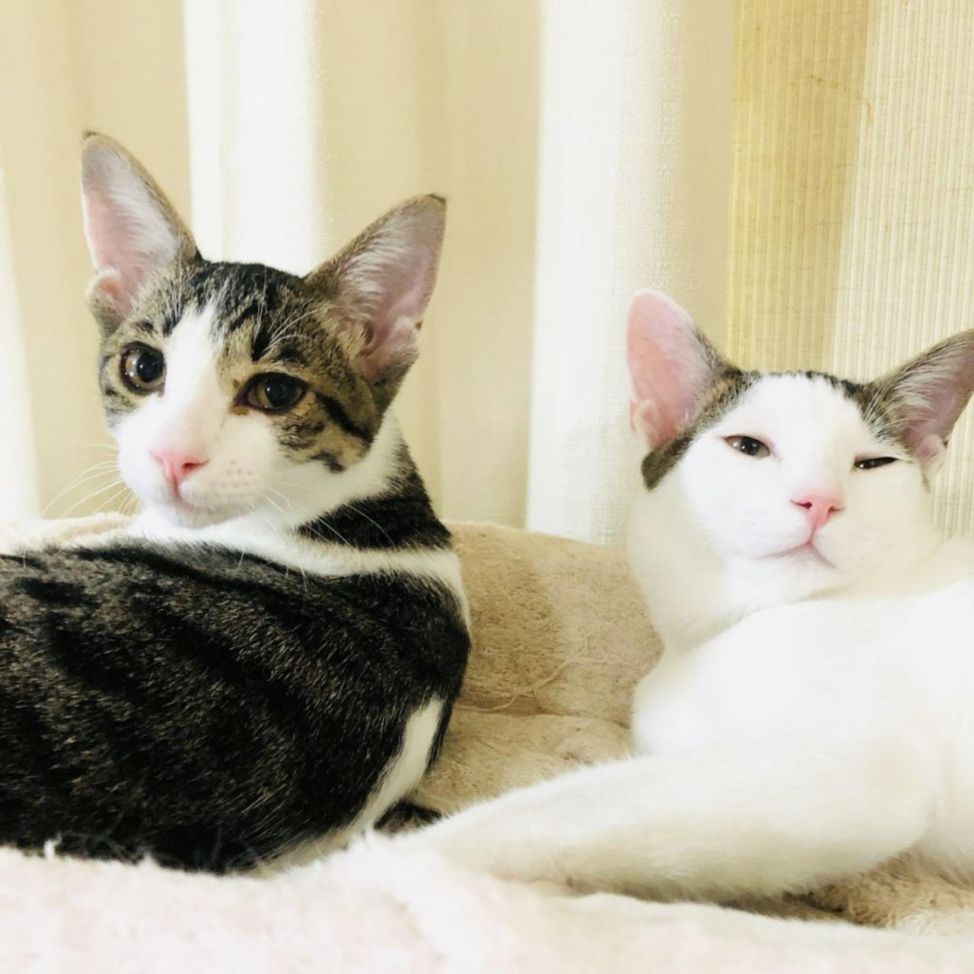 pet-image-3