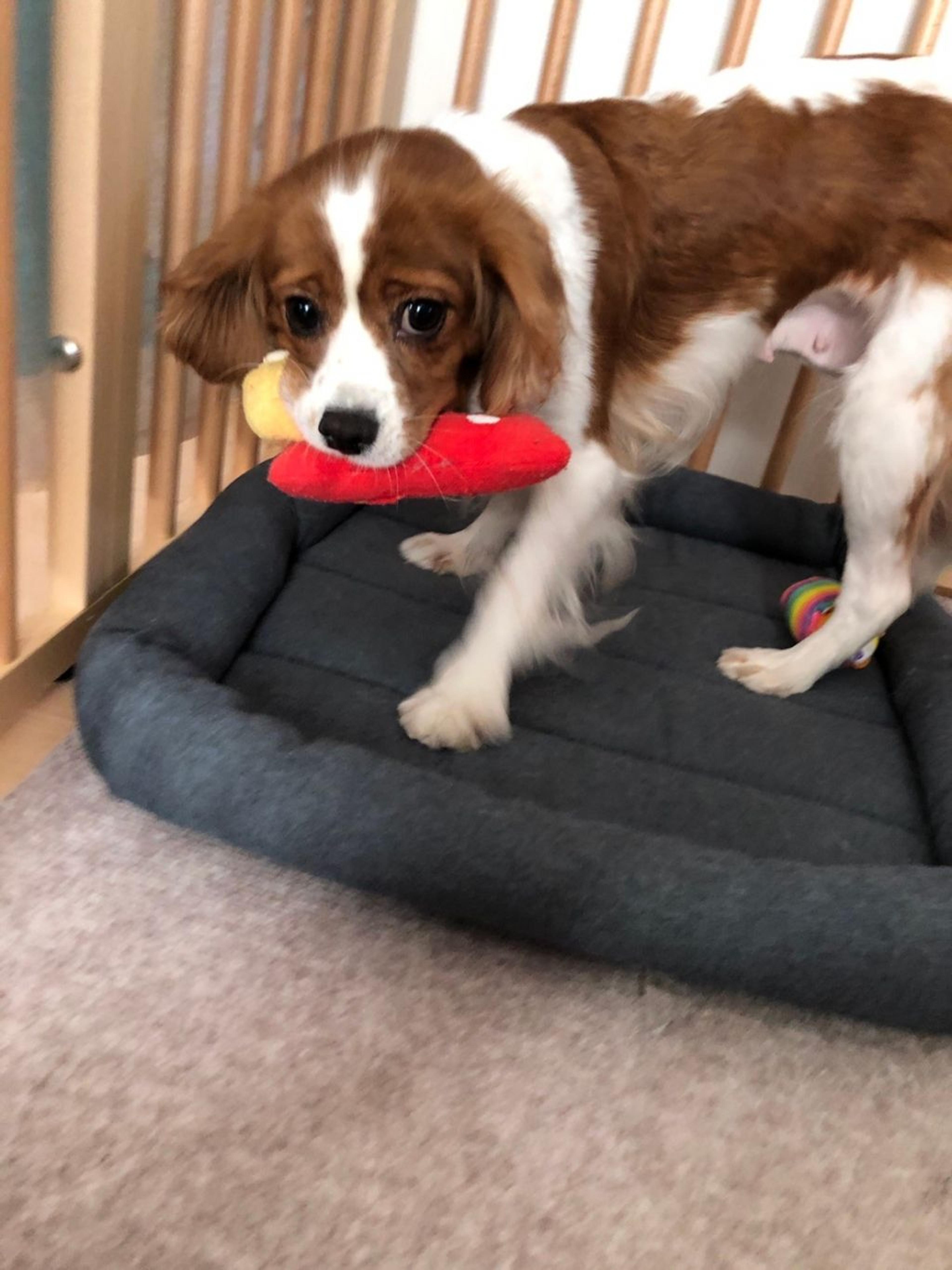 pet-image-8