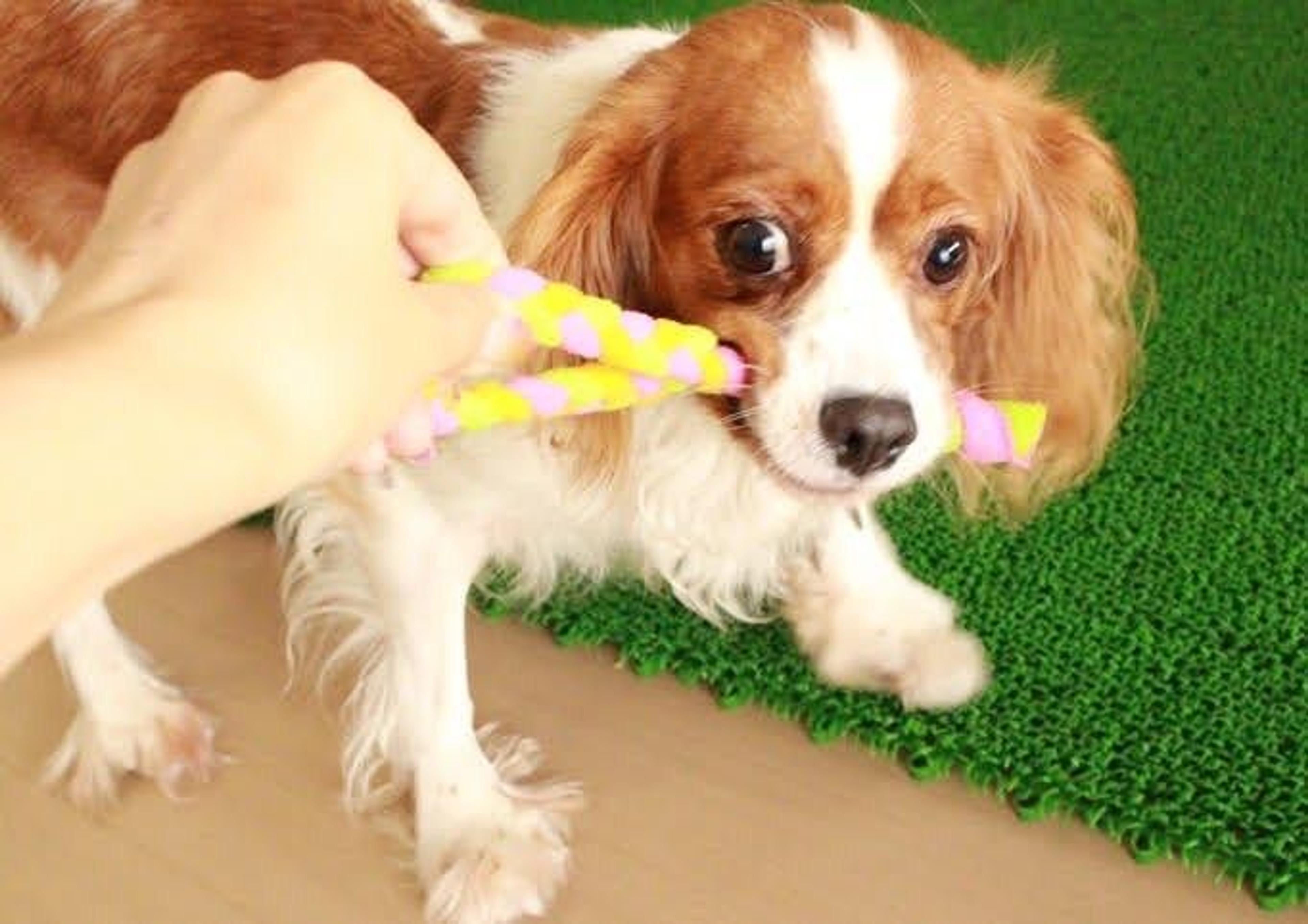 pet-image-9