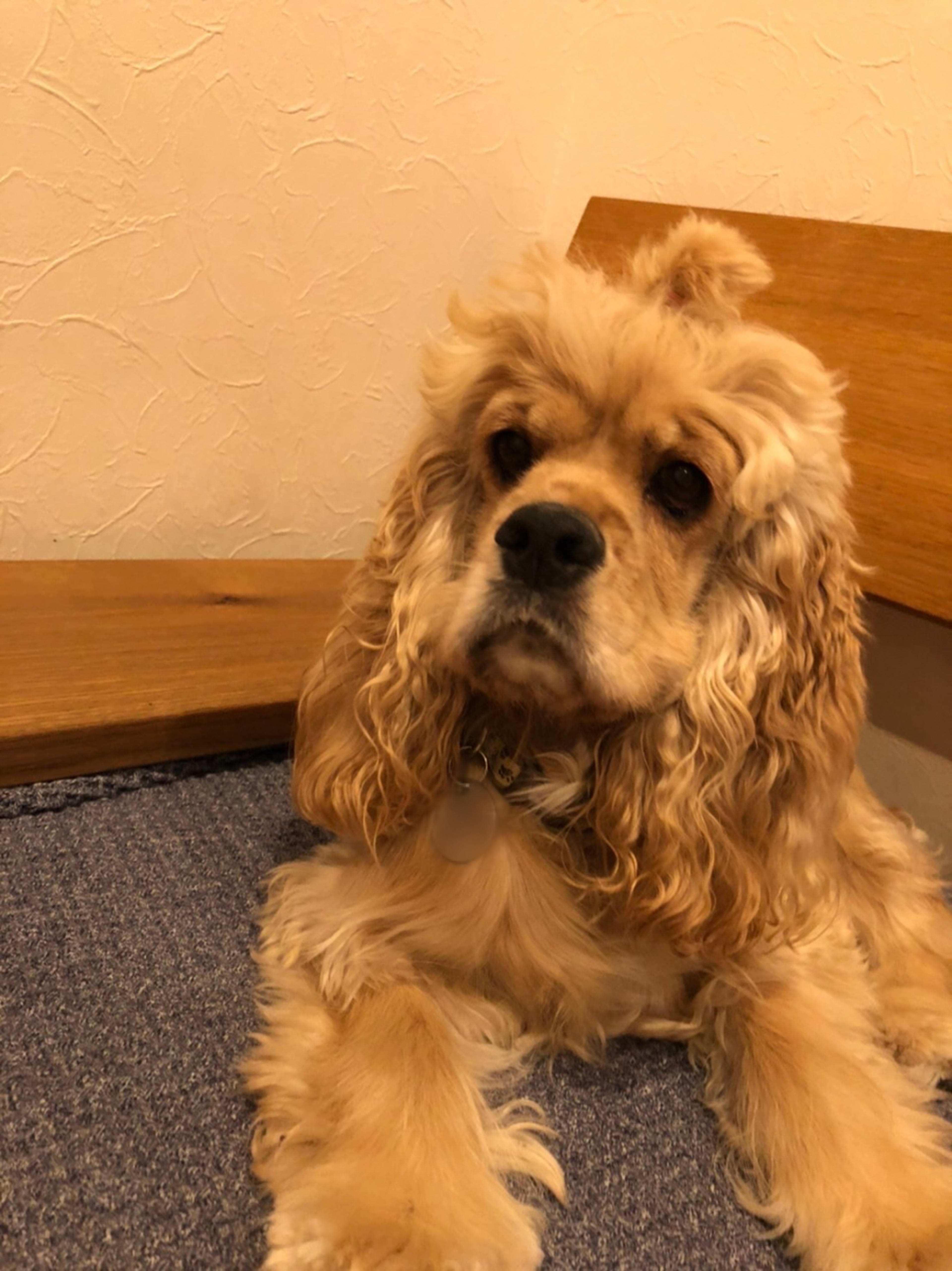 pet-image-4