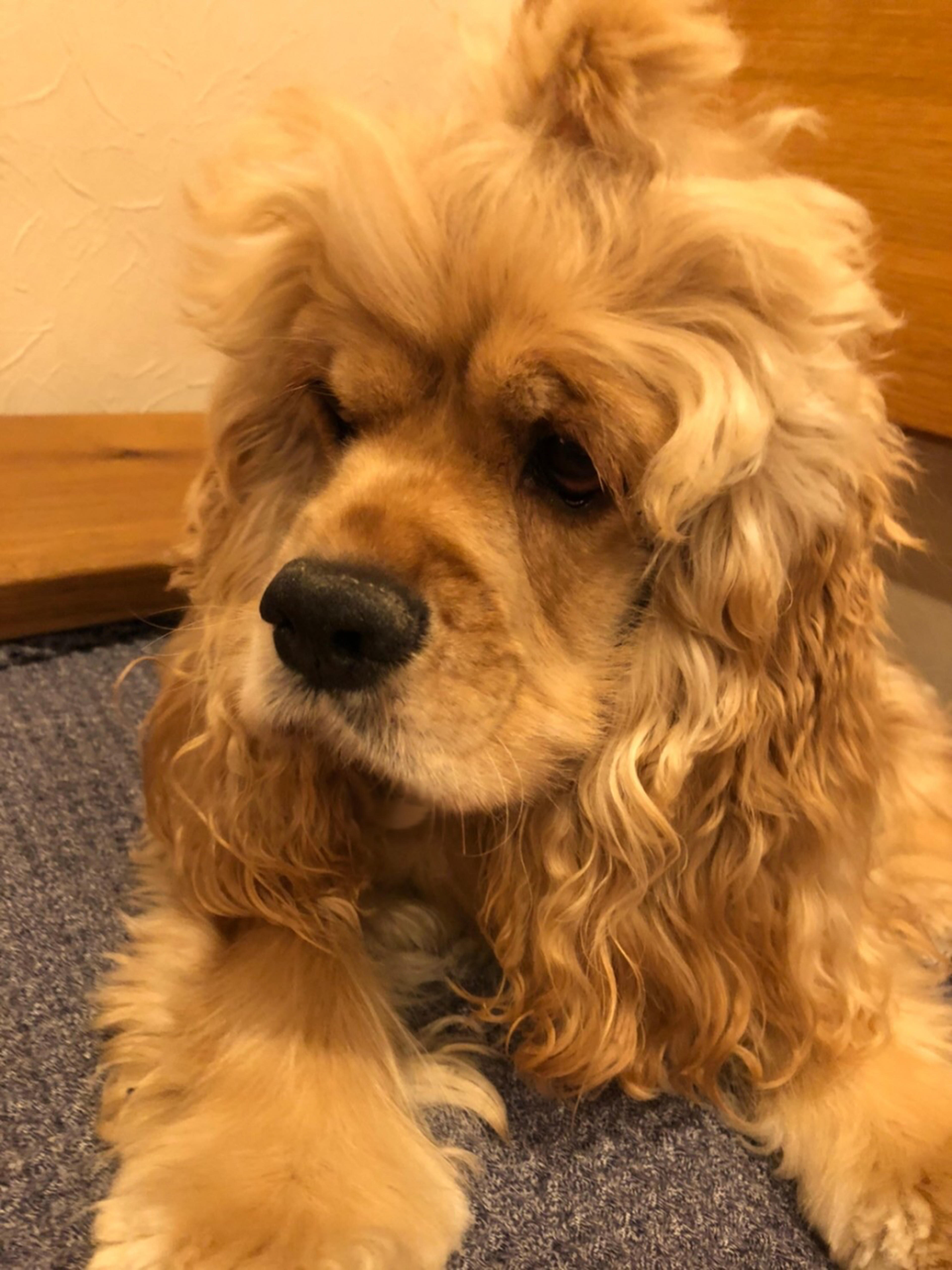 pet-image-5