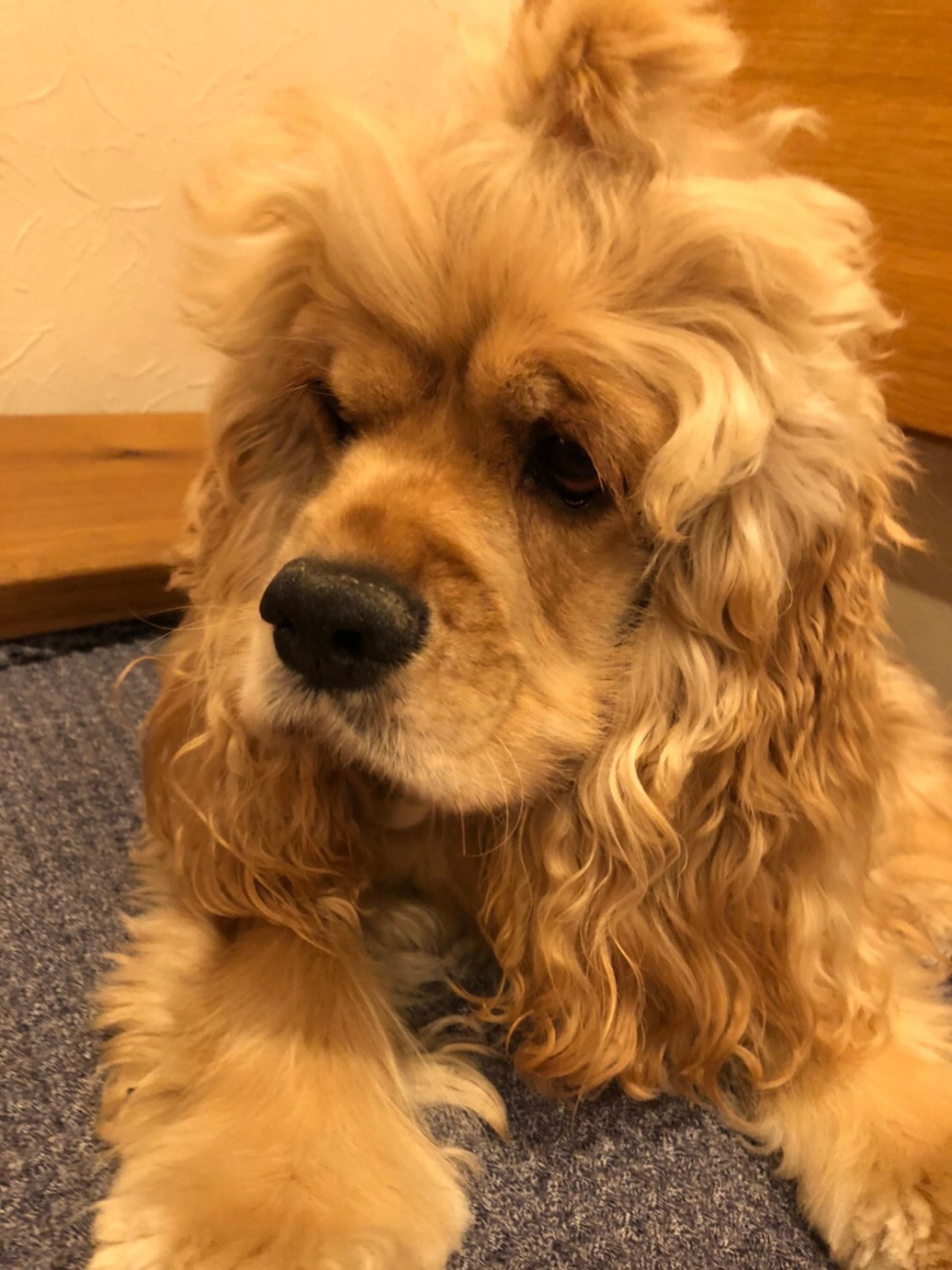 pet-image-5