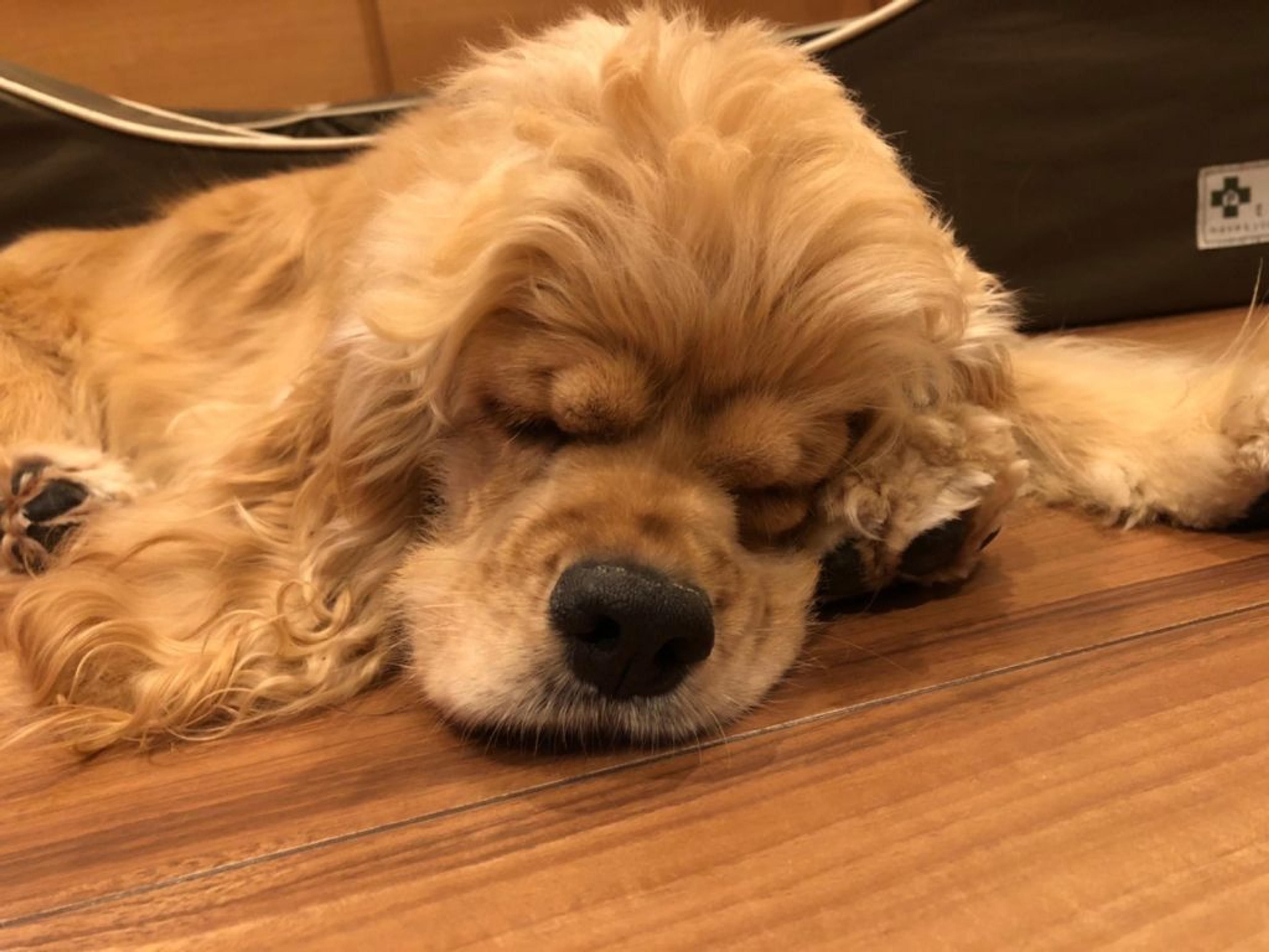 pet-image-7