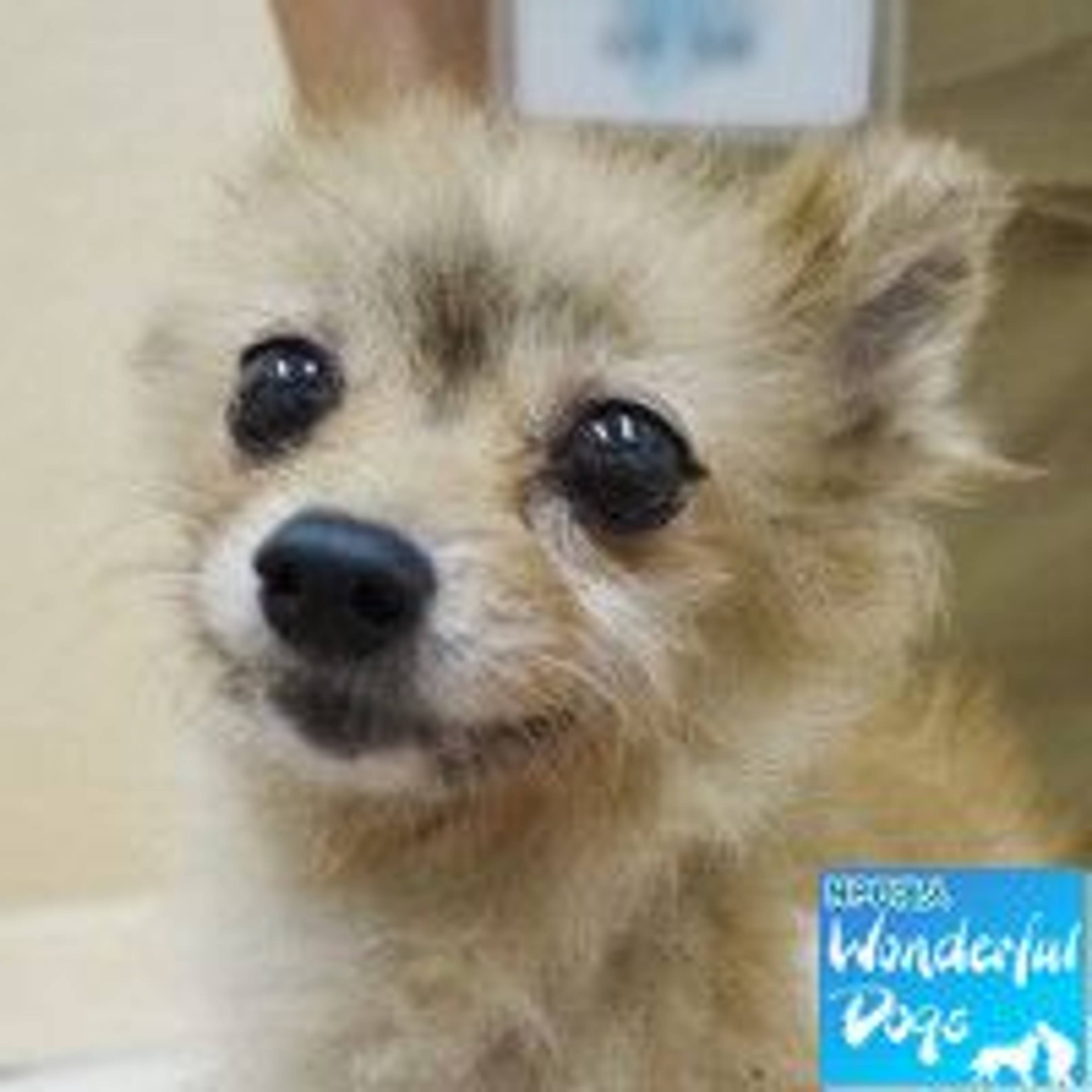 ポメラニアン・メスの里親募集の写真