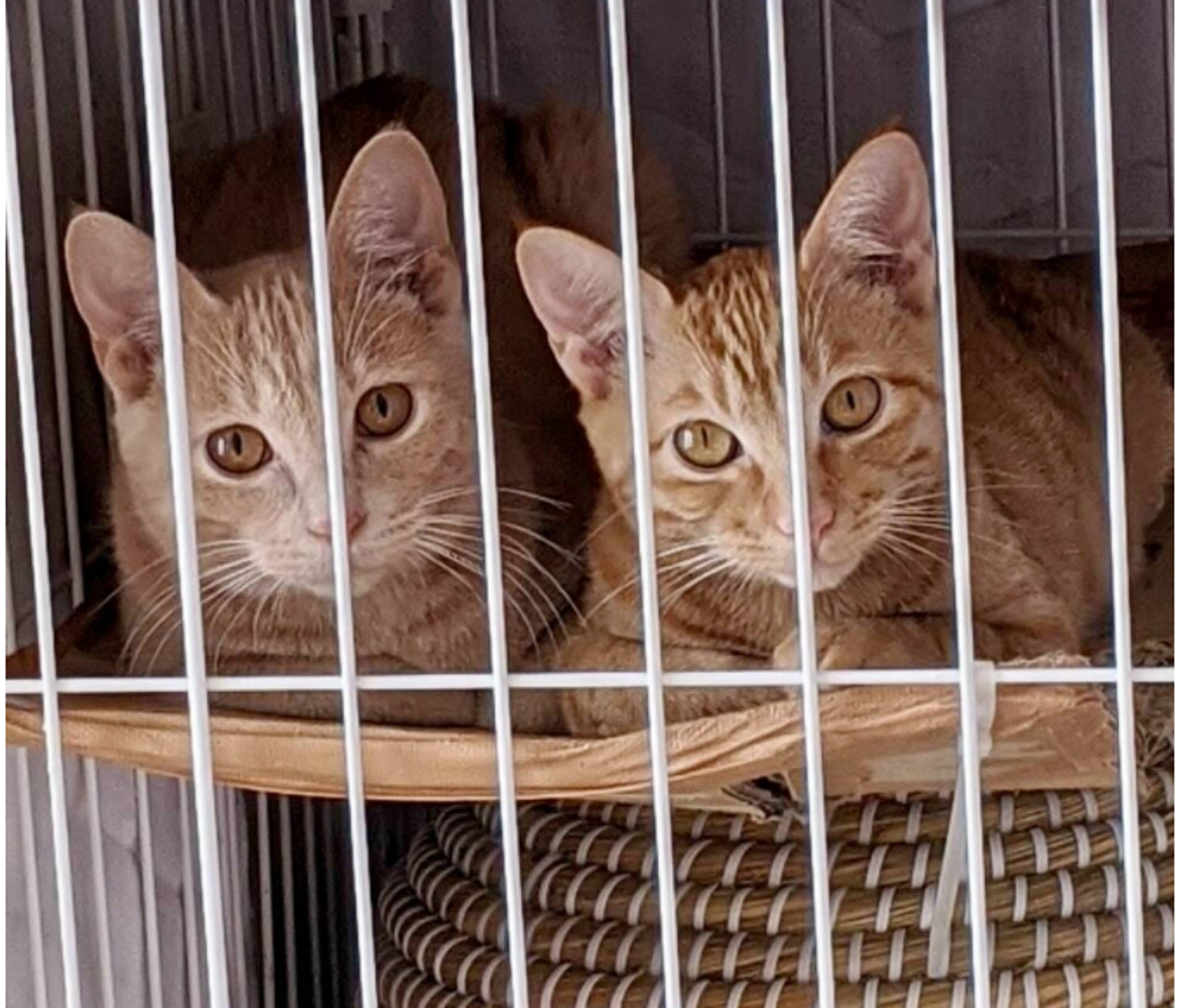 雑種（ミックス猫）・メスの里親募集の写真