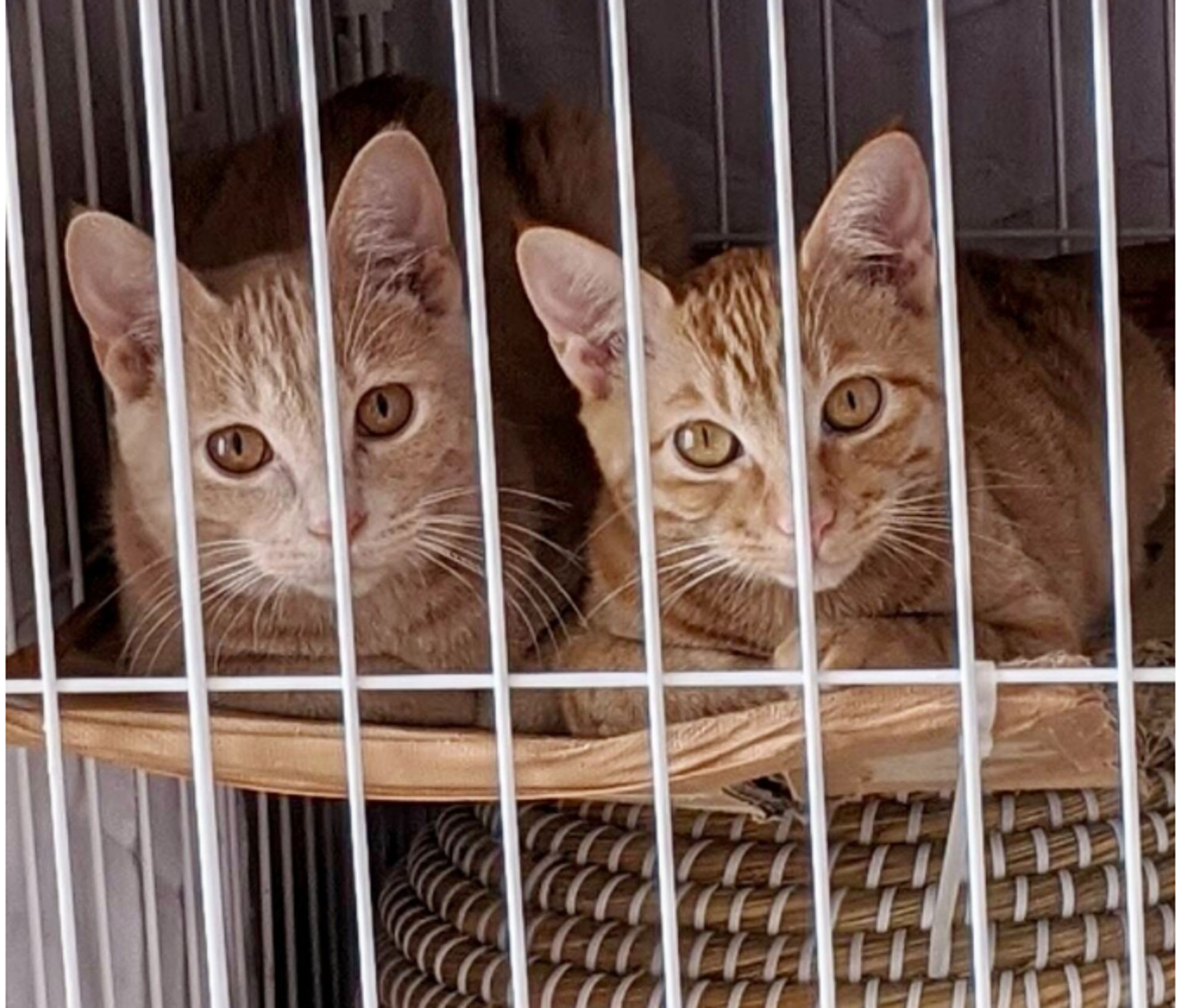 雑種（ミックス猫）・メスの里親募集の写真