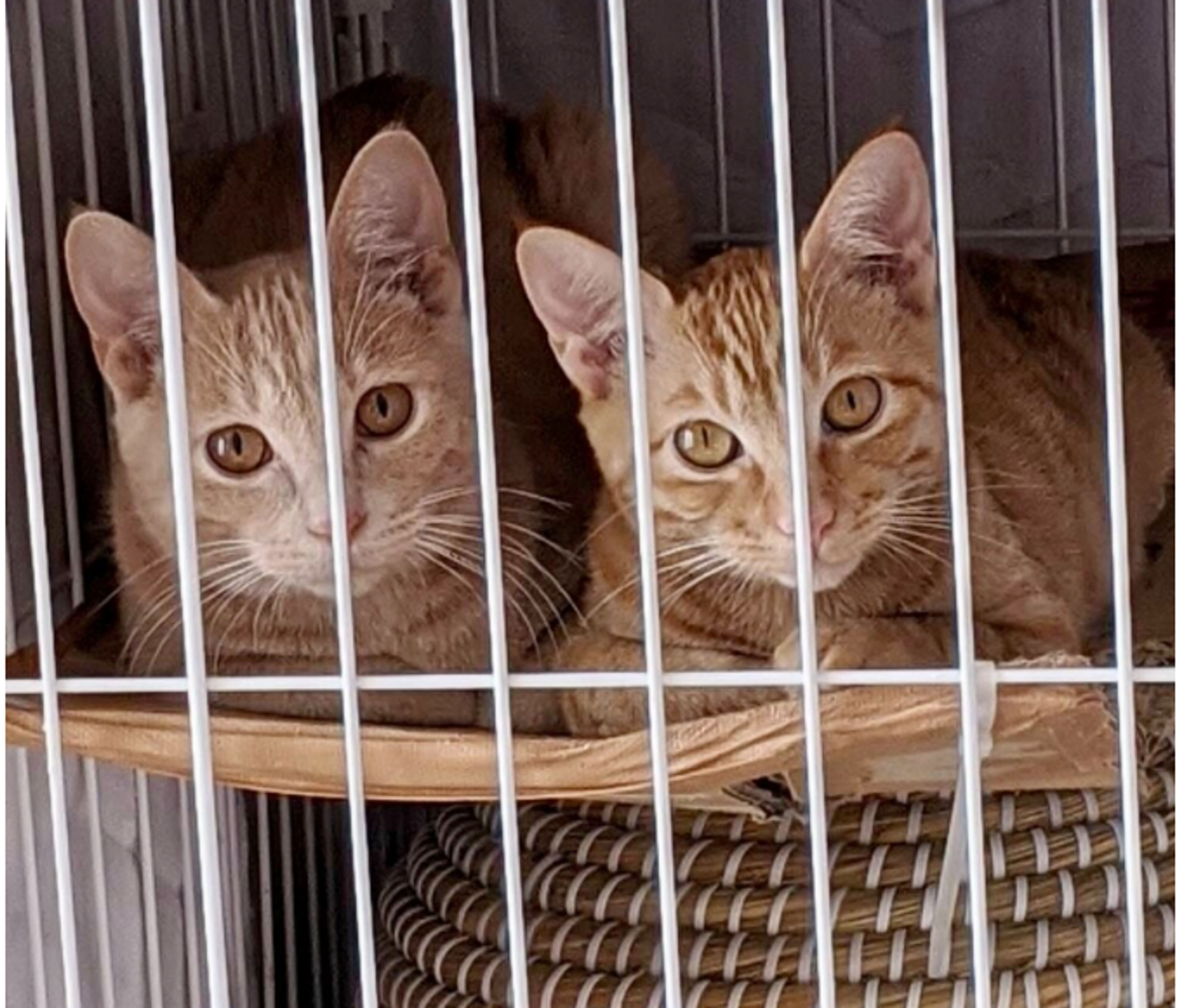 雑種（ミックス猫）・メスの里親募集の写真