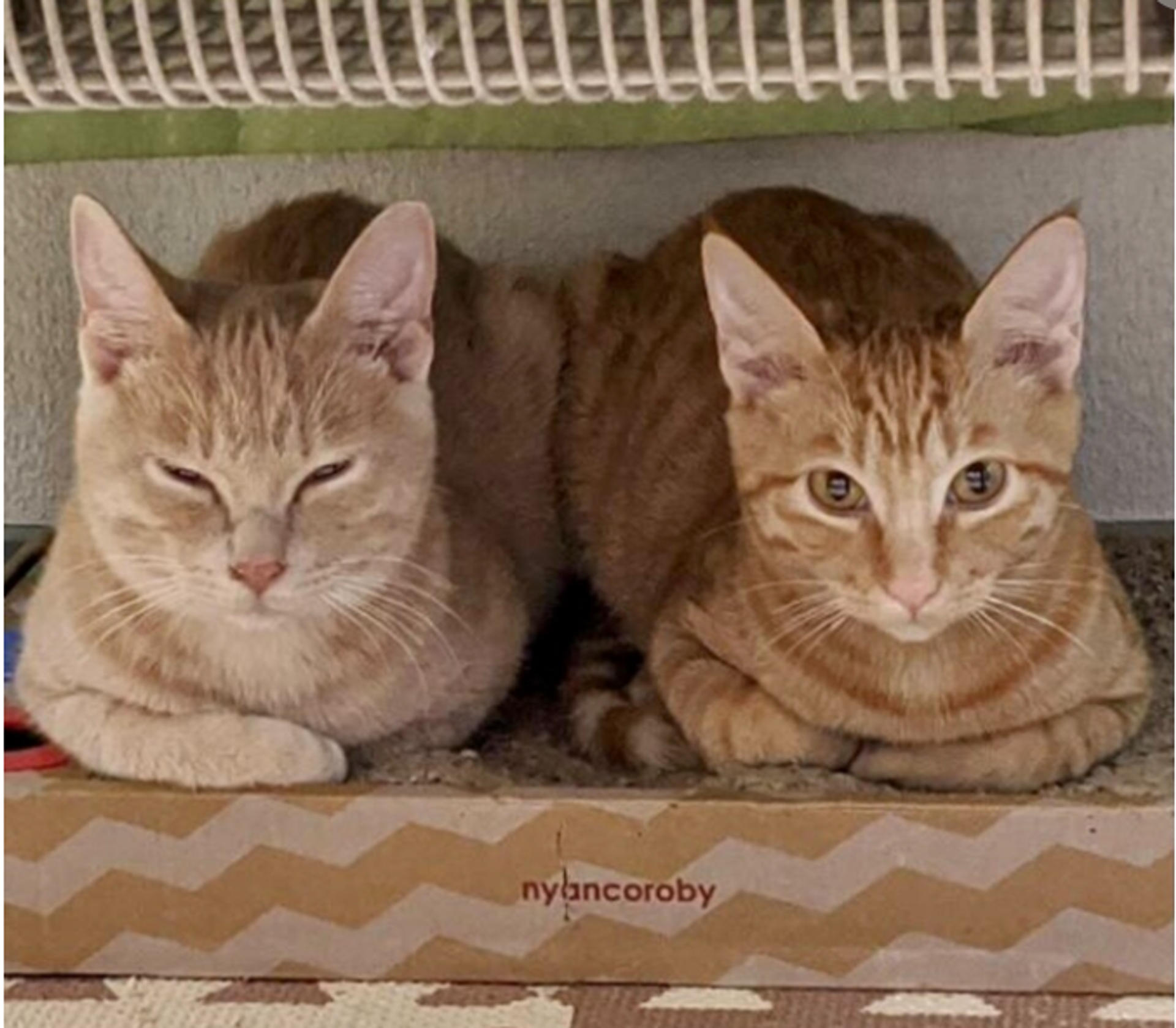 pet-image-3