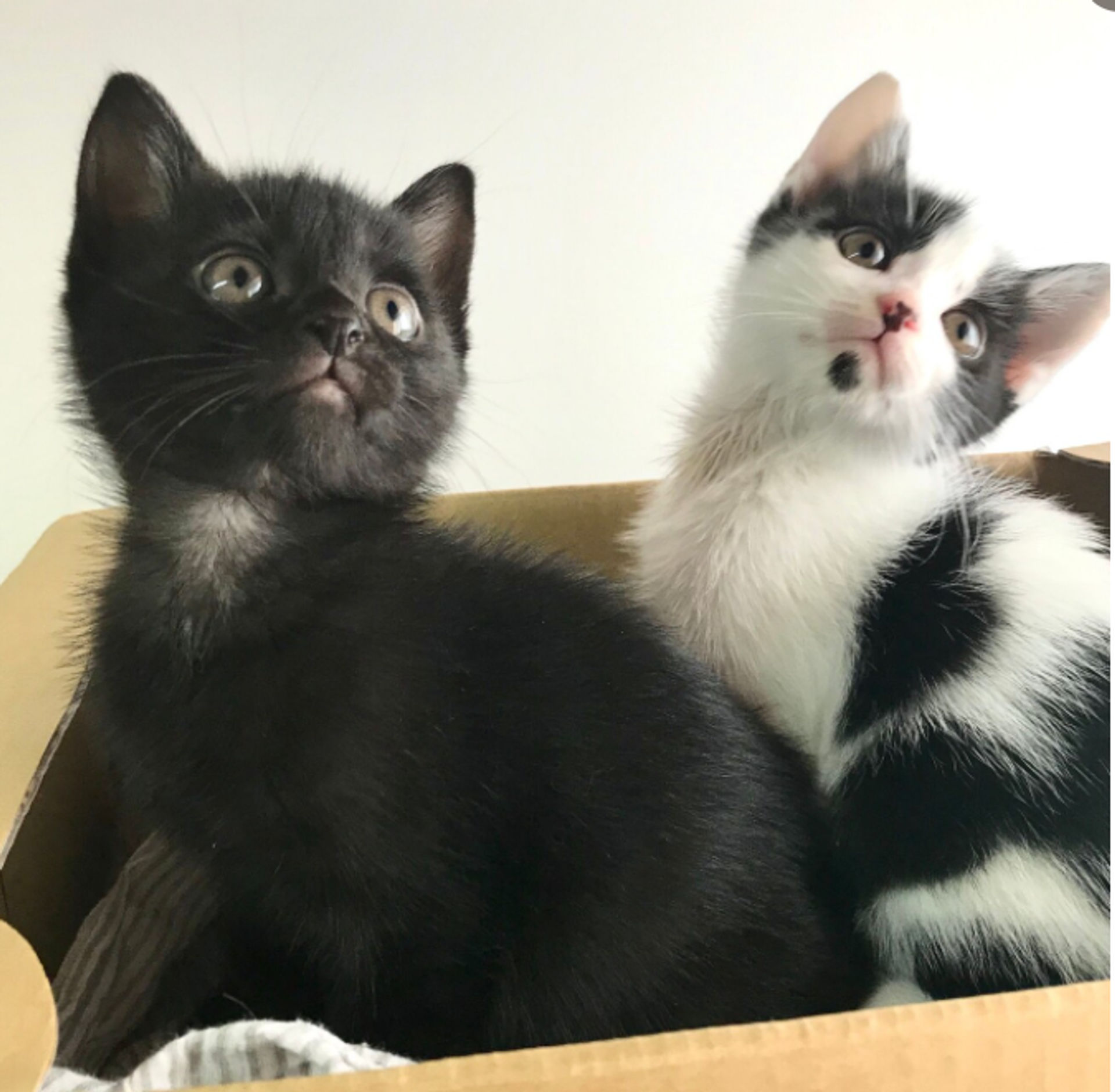 雑種（ミックス猫）・メスの里親募集の写真