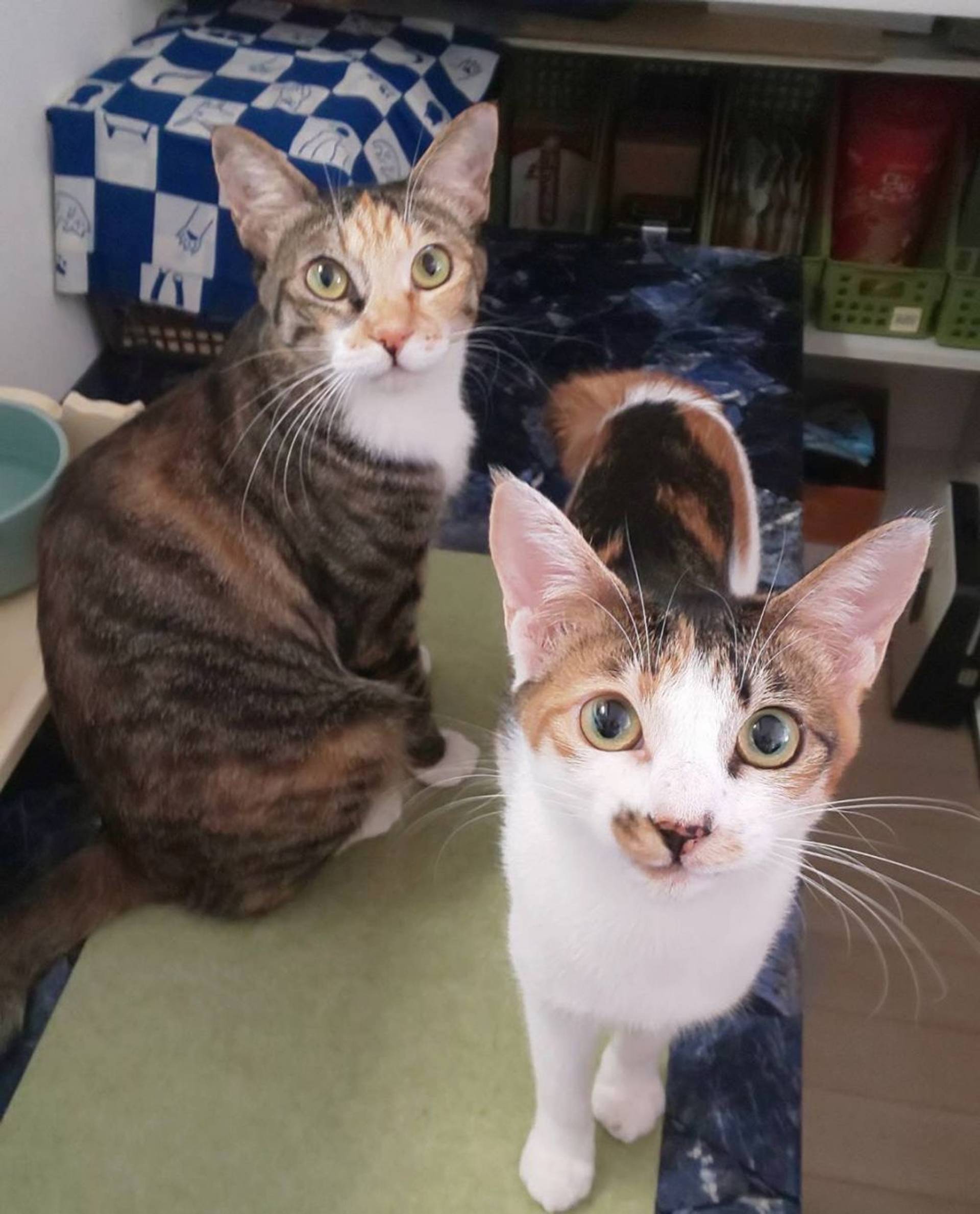 雑種（ミックス猫）・メスの里親募集の写真