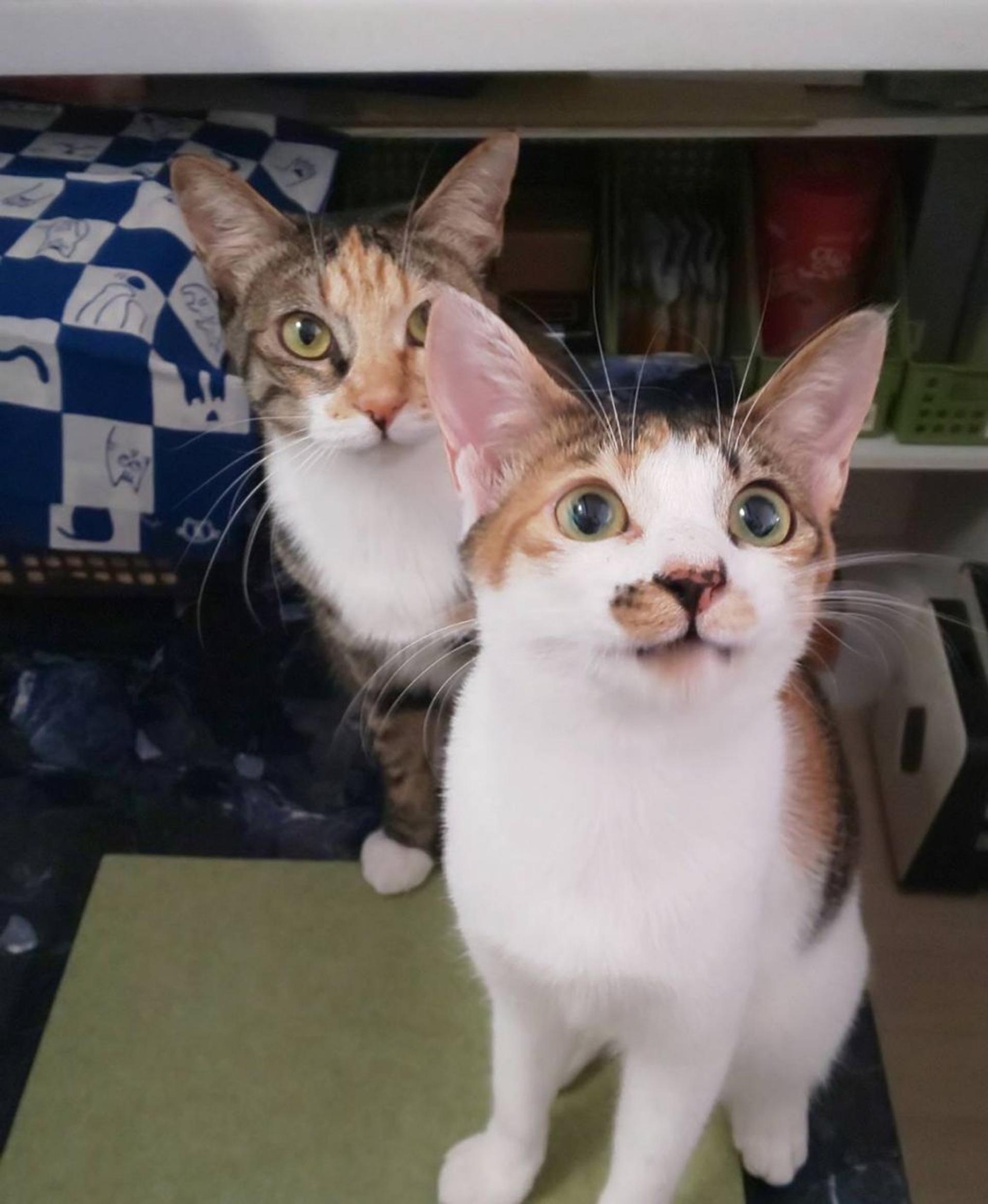 pet-image-3