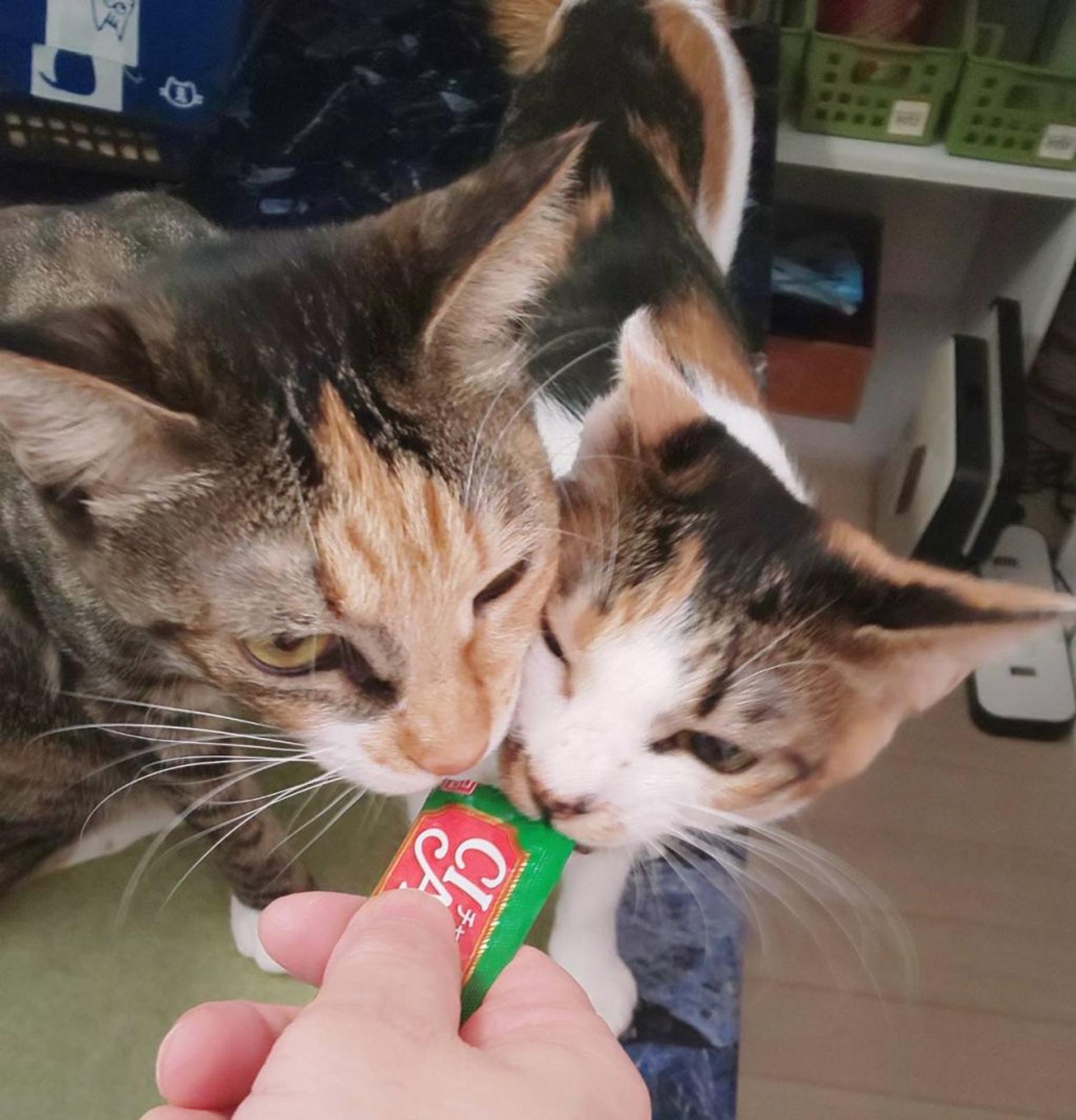 pet-image-4