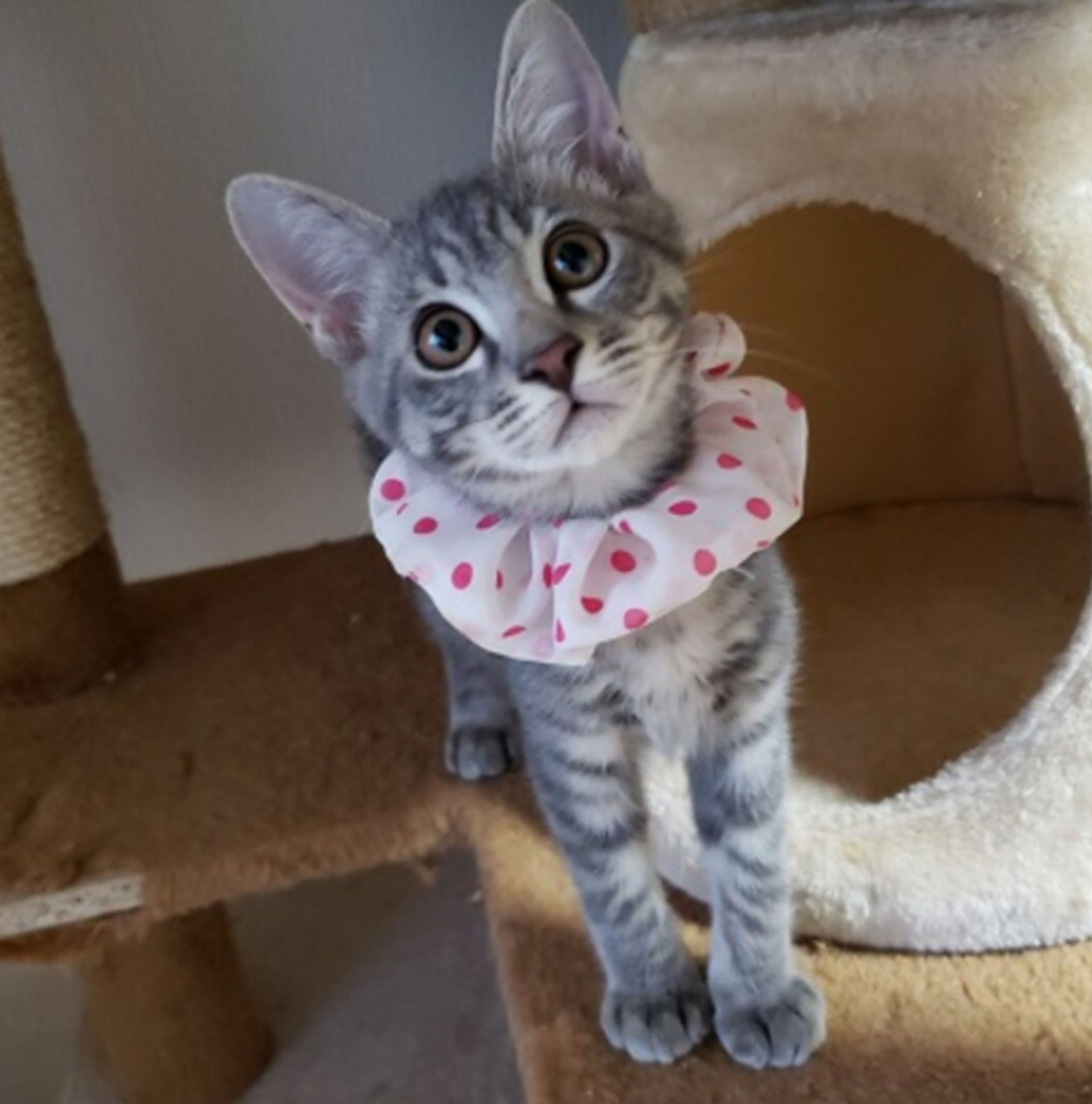 雑種（ミックス猫）・メスの里親募集の写真
