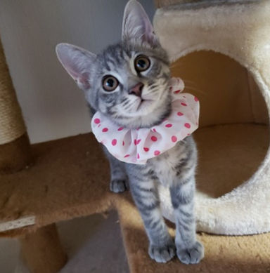 ソフィアちゃんの写真