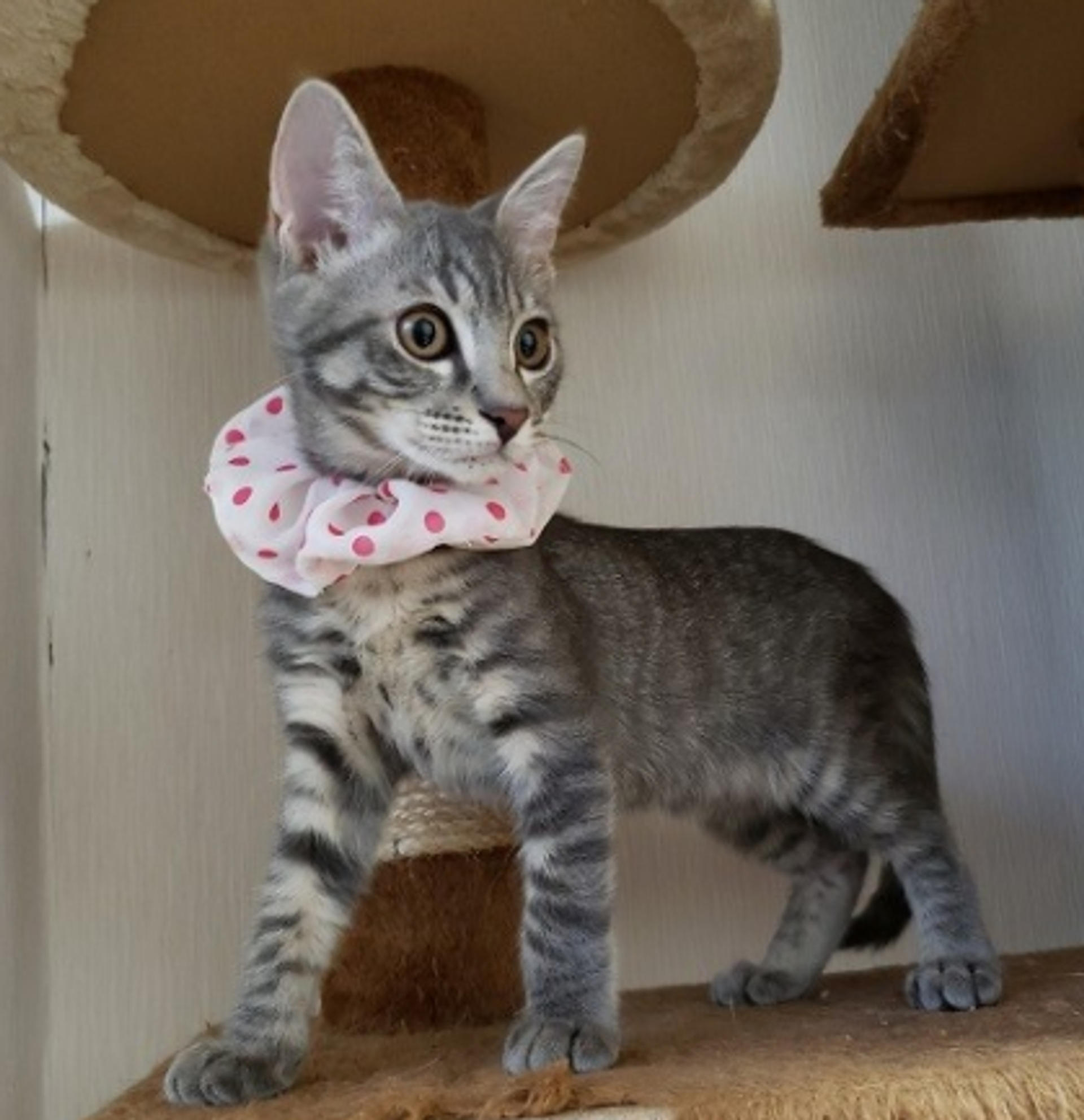 pet-image-4