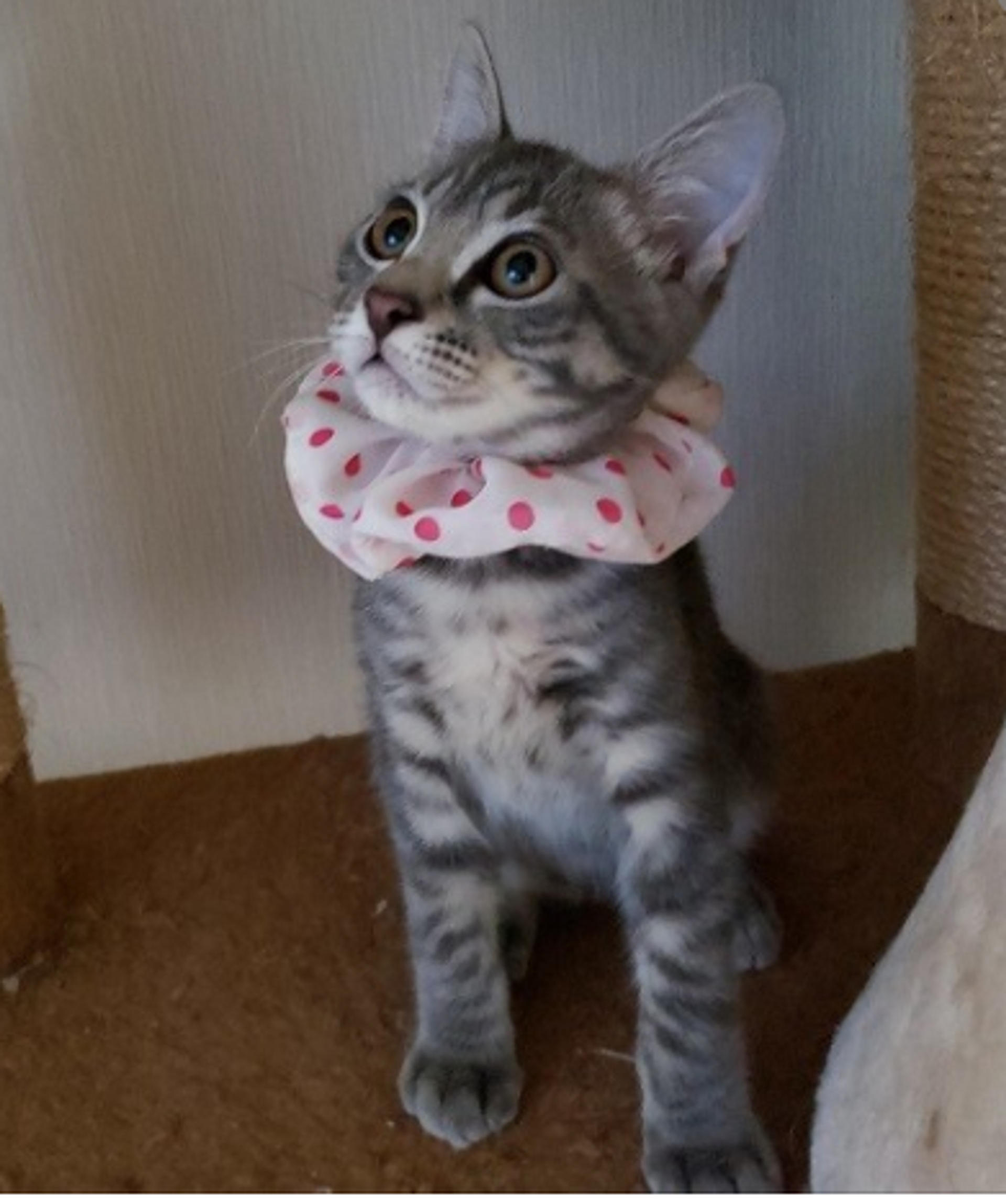 pet-image-5