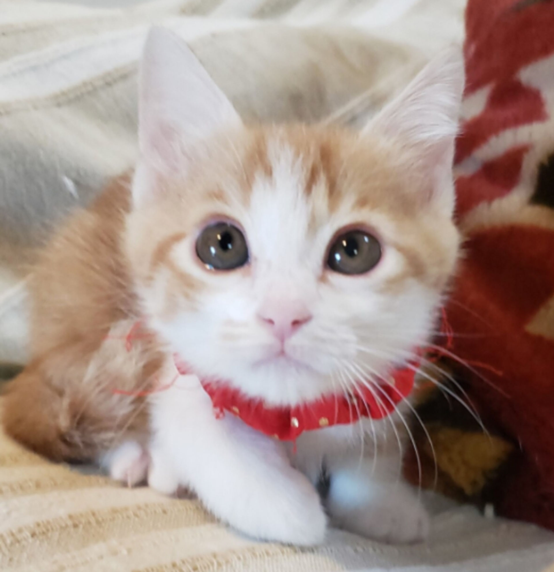 雑種（ミックス猫）・メスの里親募集の写真