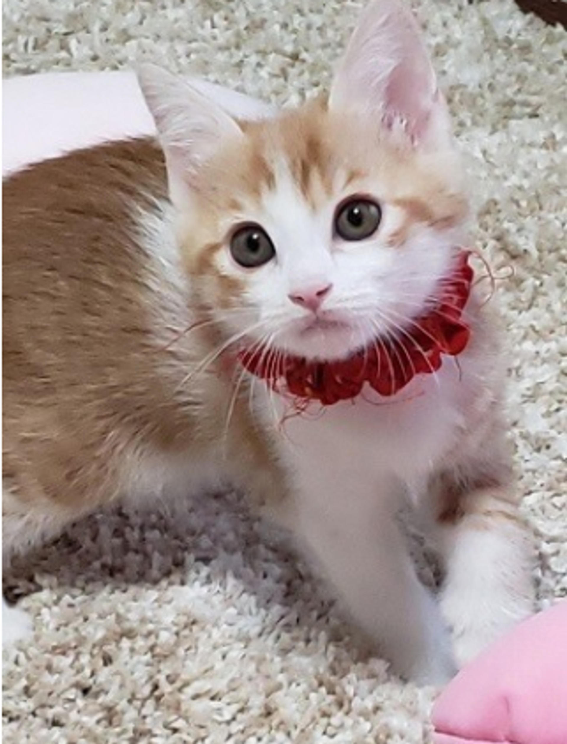 pet-image-2