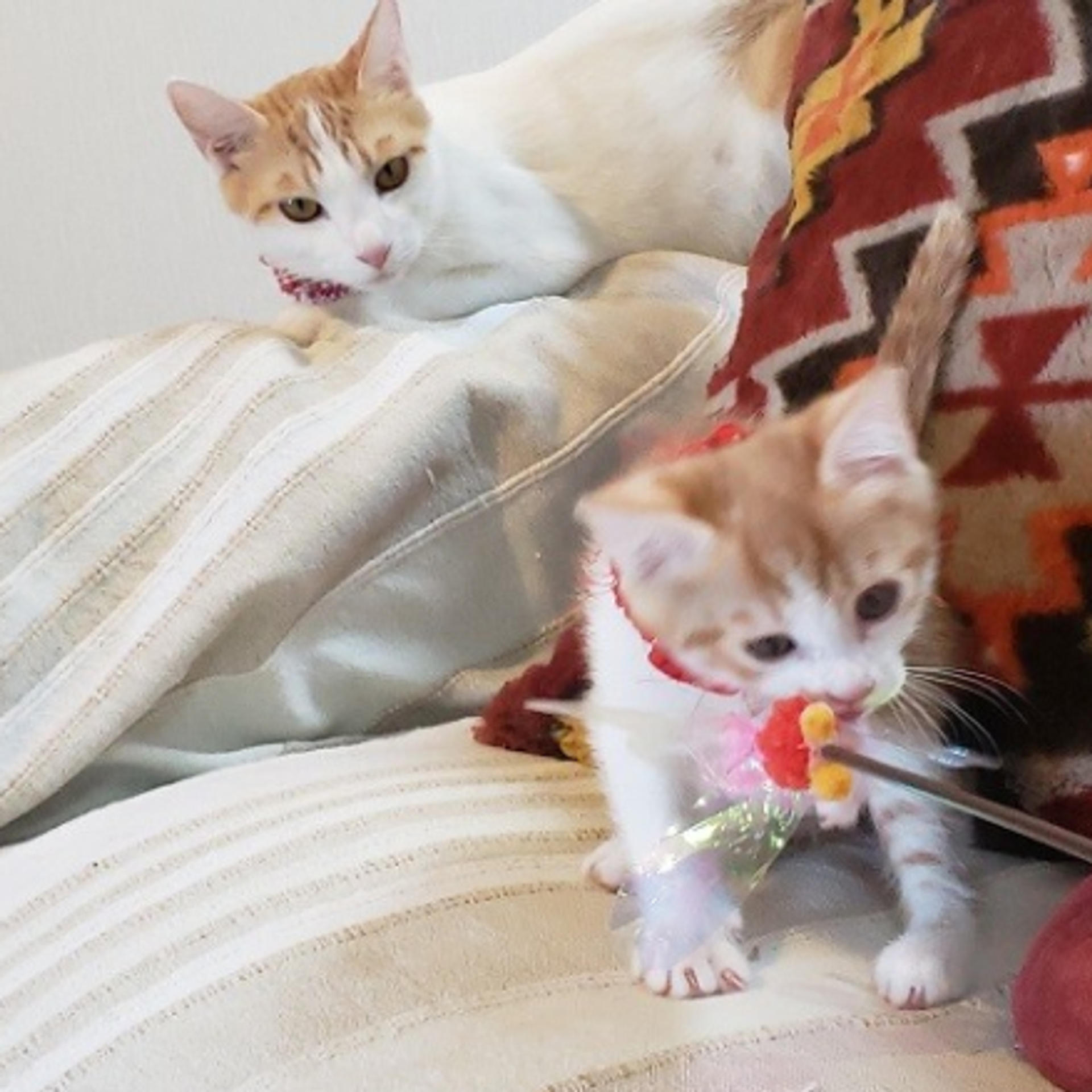 pet-image-3