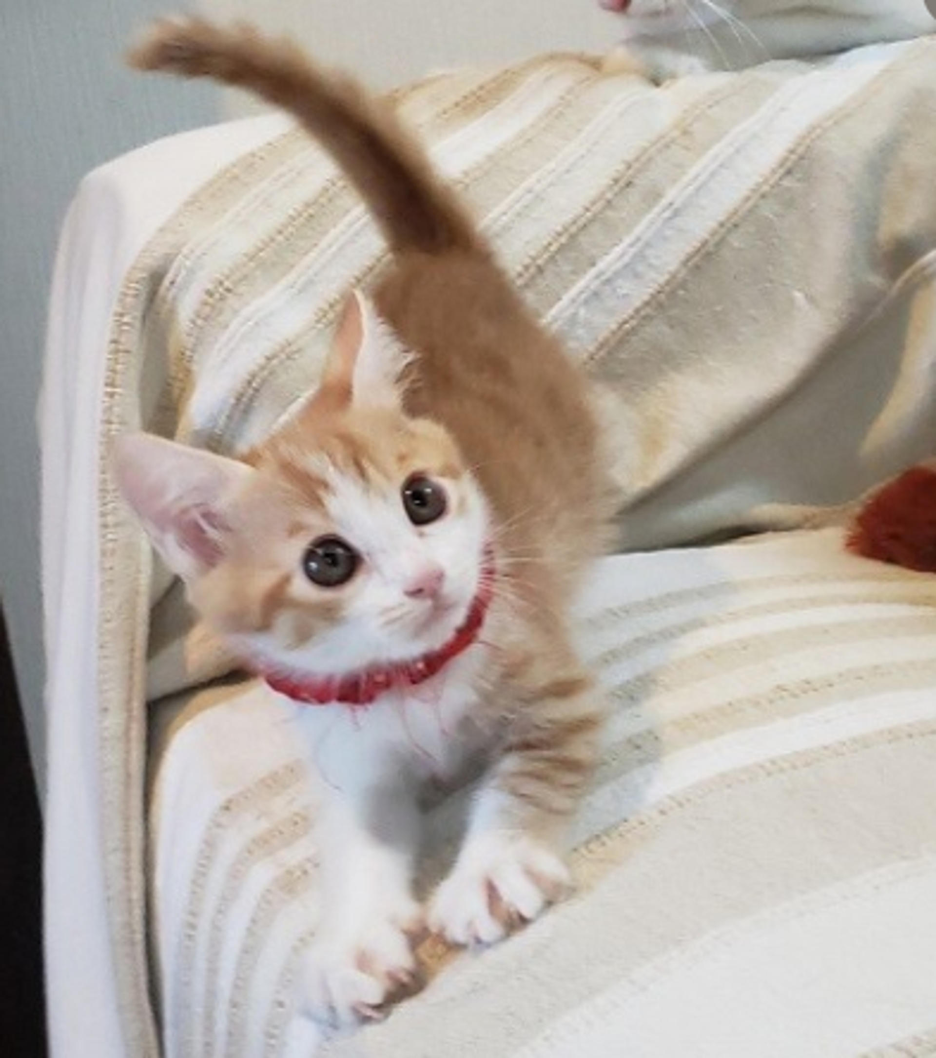 pet-image-5