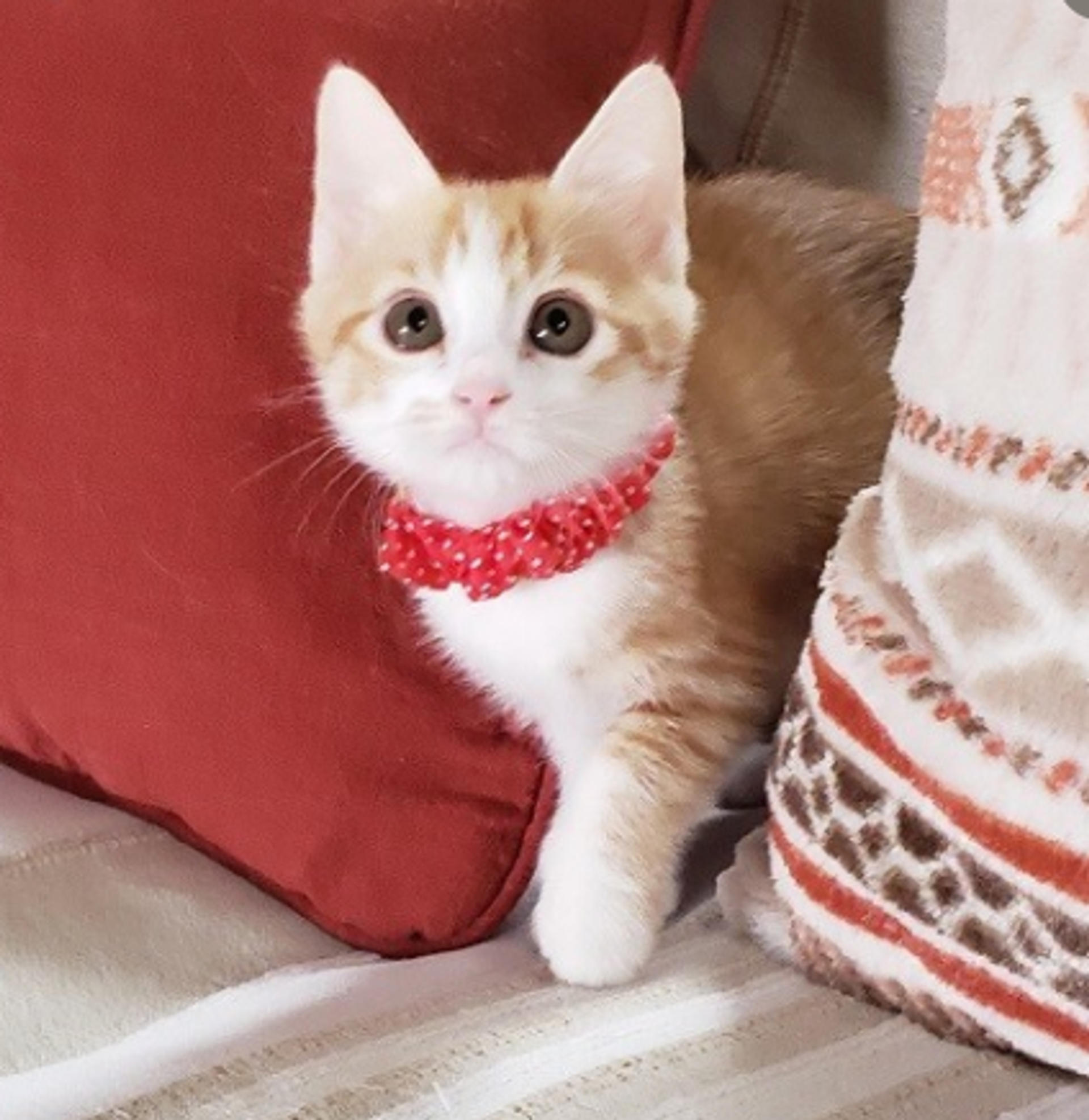 pet-image-6