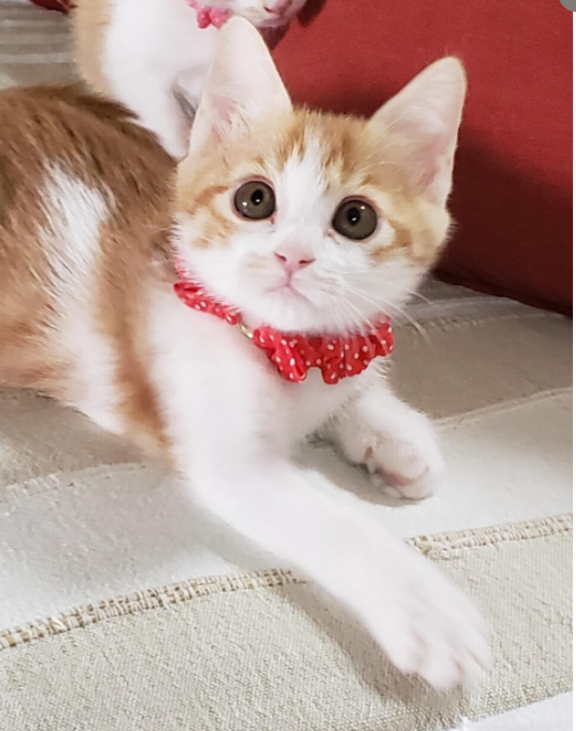 pet-image-7
