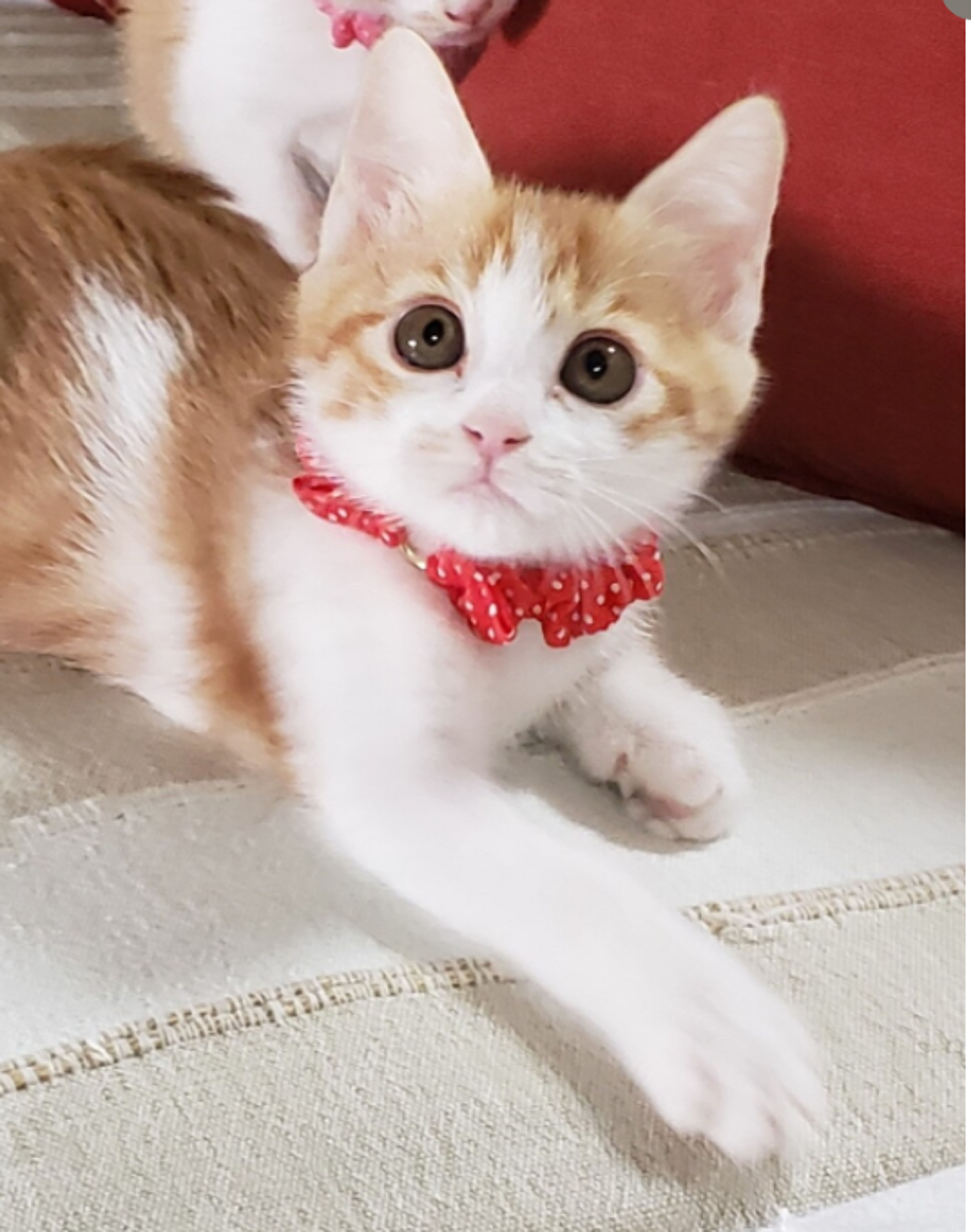 pet-image-7