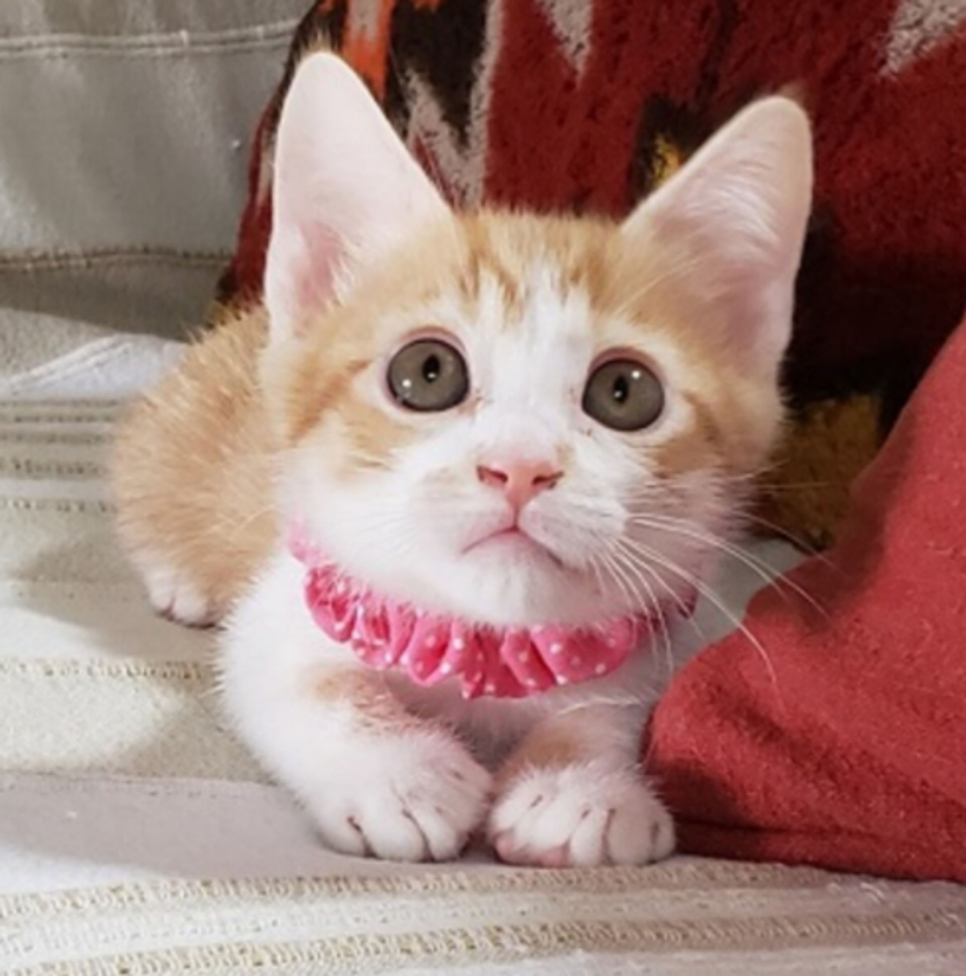 雑種（ミックス猫）・メスの里親募集の写真