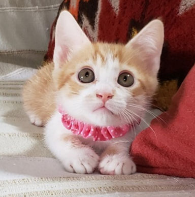 こなつちゃんの写真