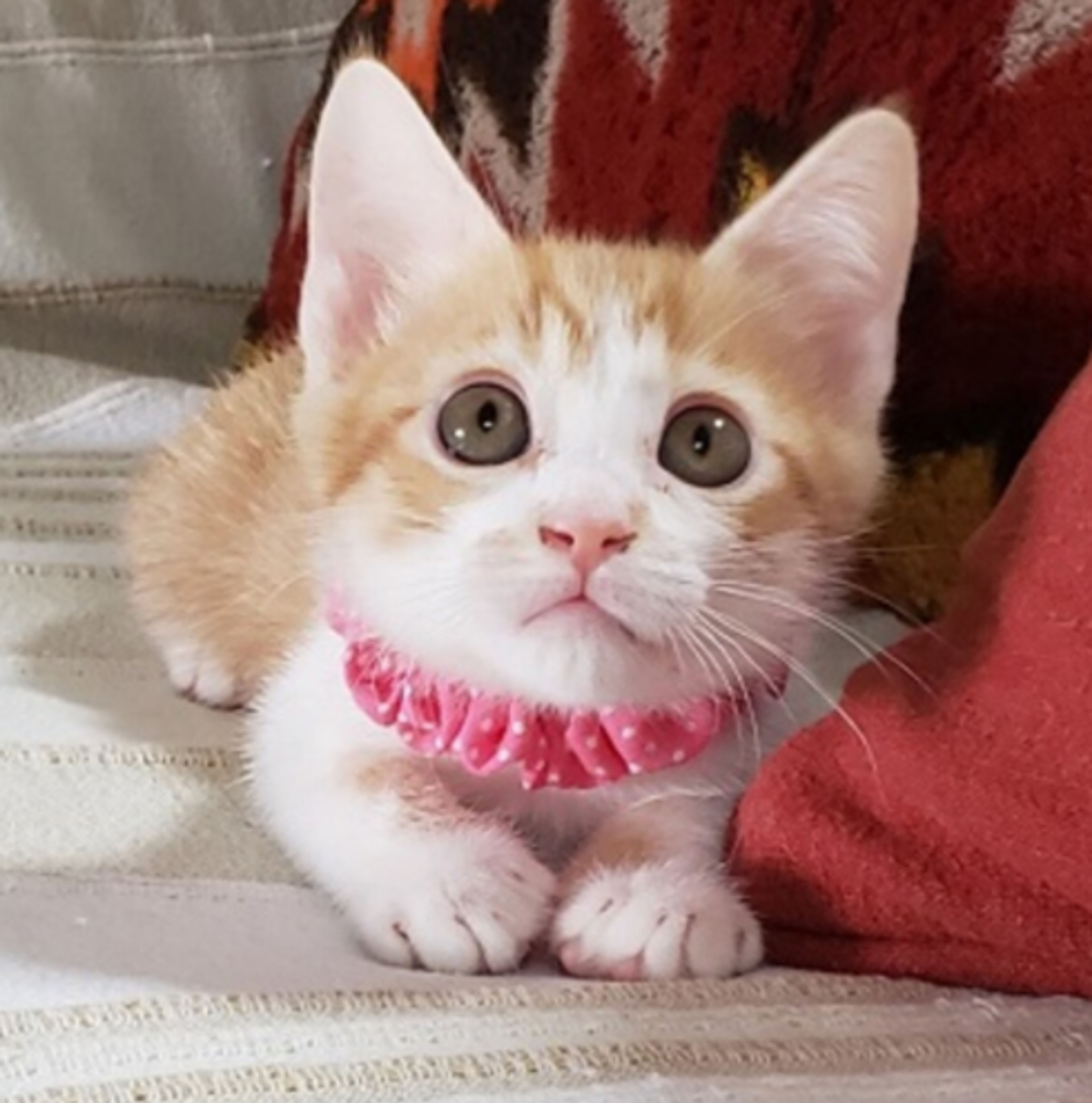 雑種（ミックス猫）・メスの里親募集の写真
