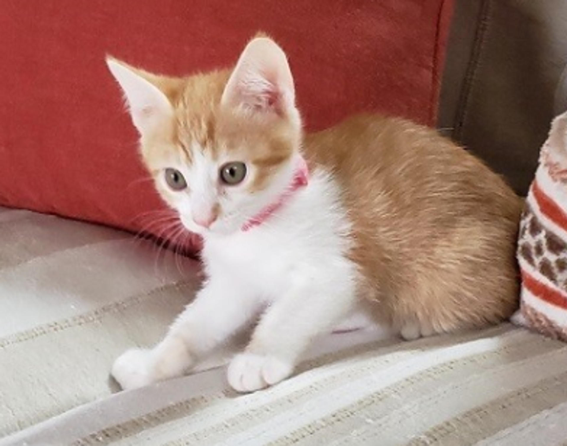 pet-image-3