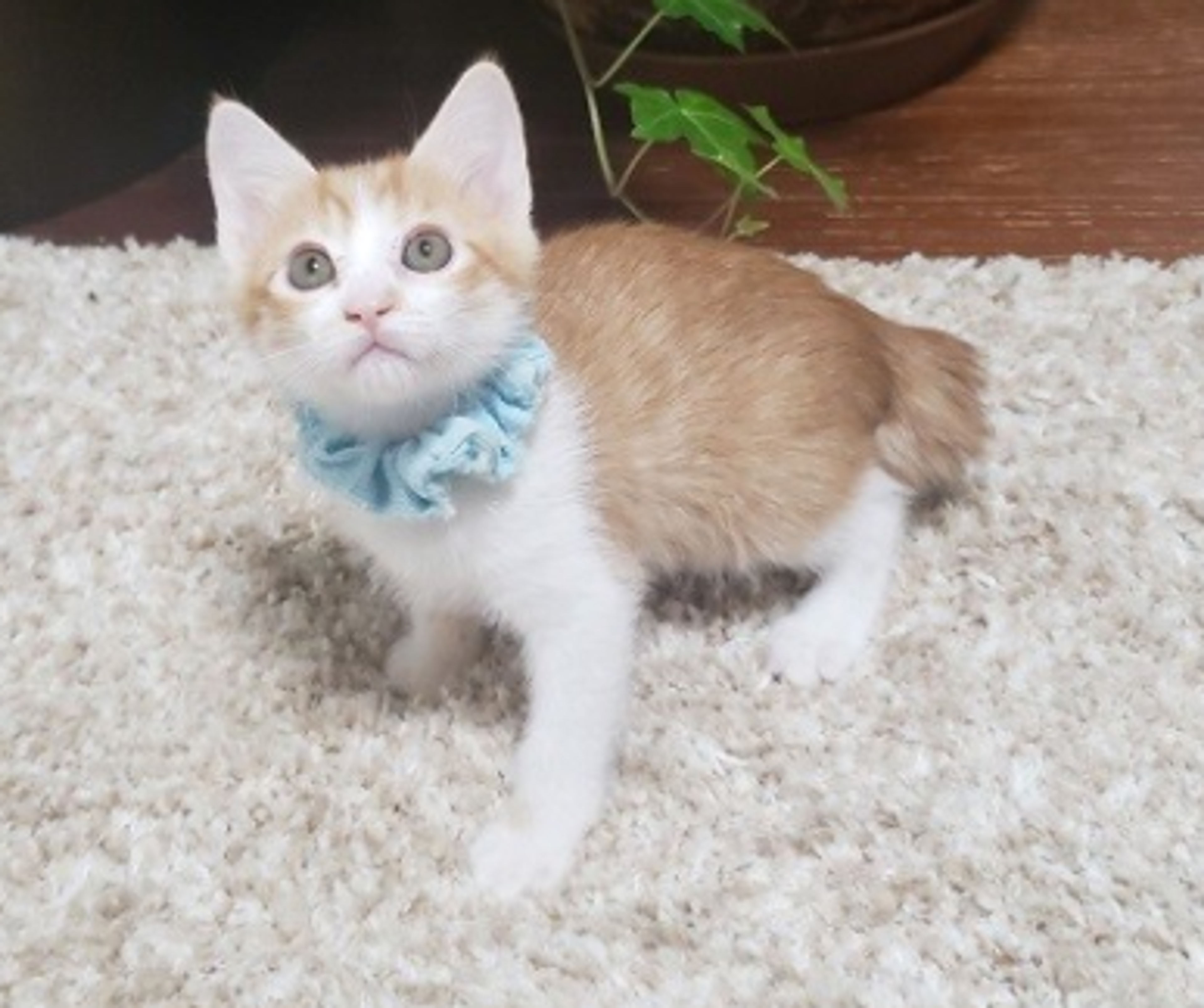 pet-image-4