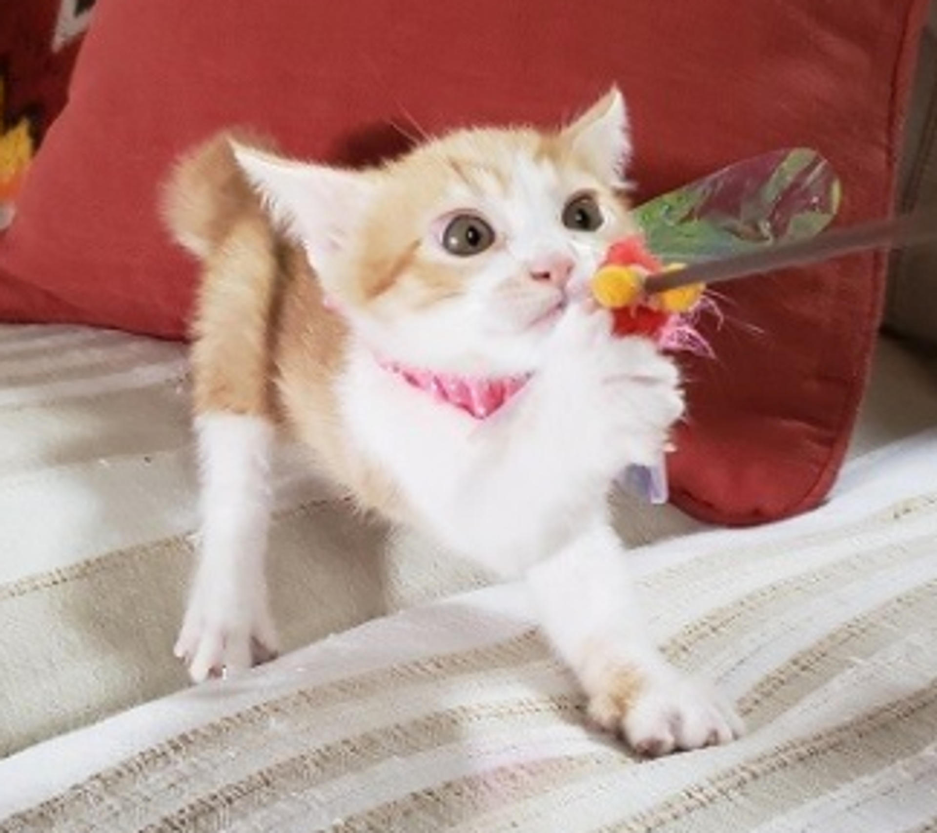 pet-image-5